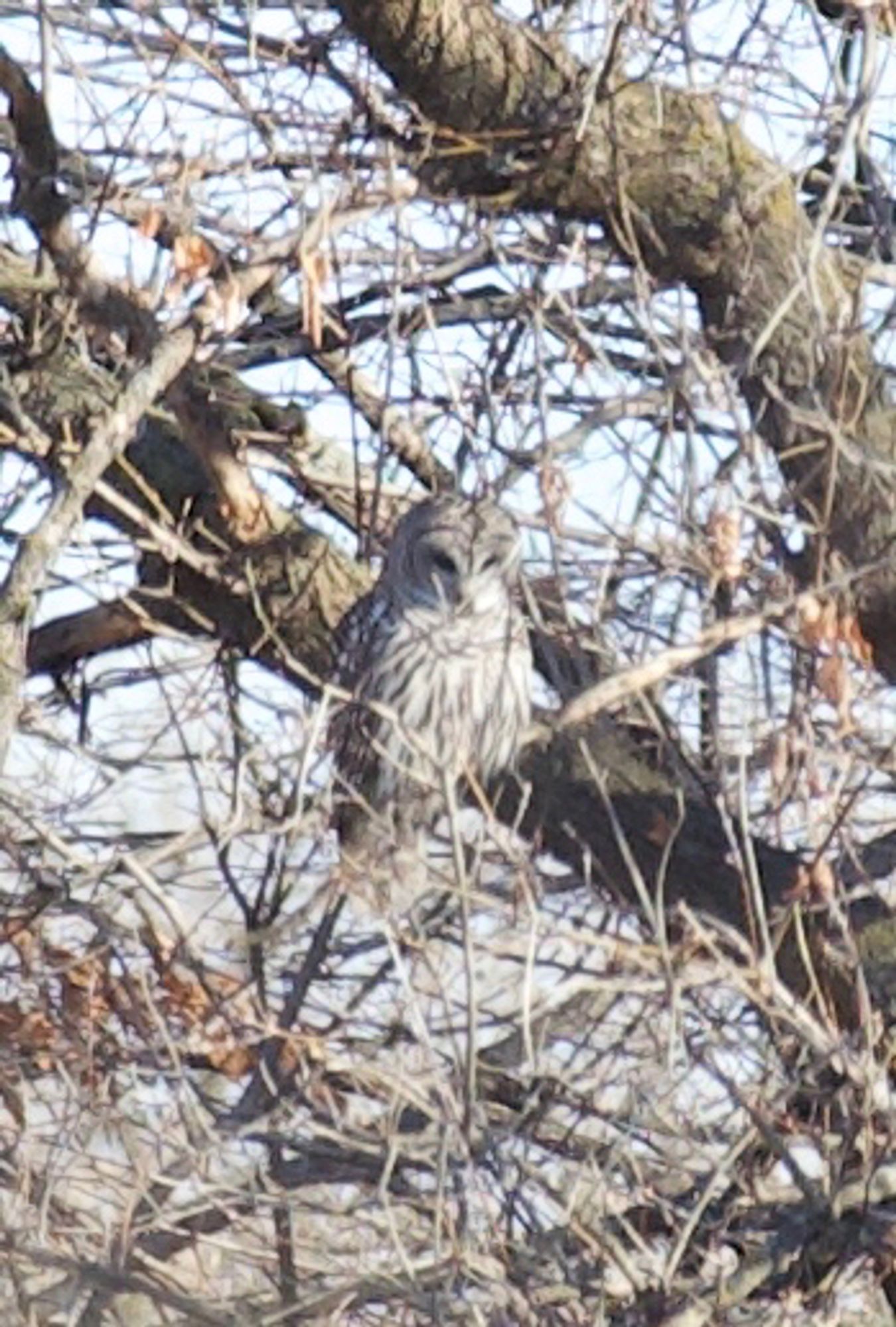 Barred owl well concealed in winter plumage looking down.