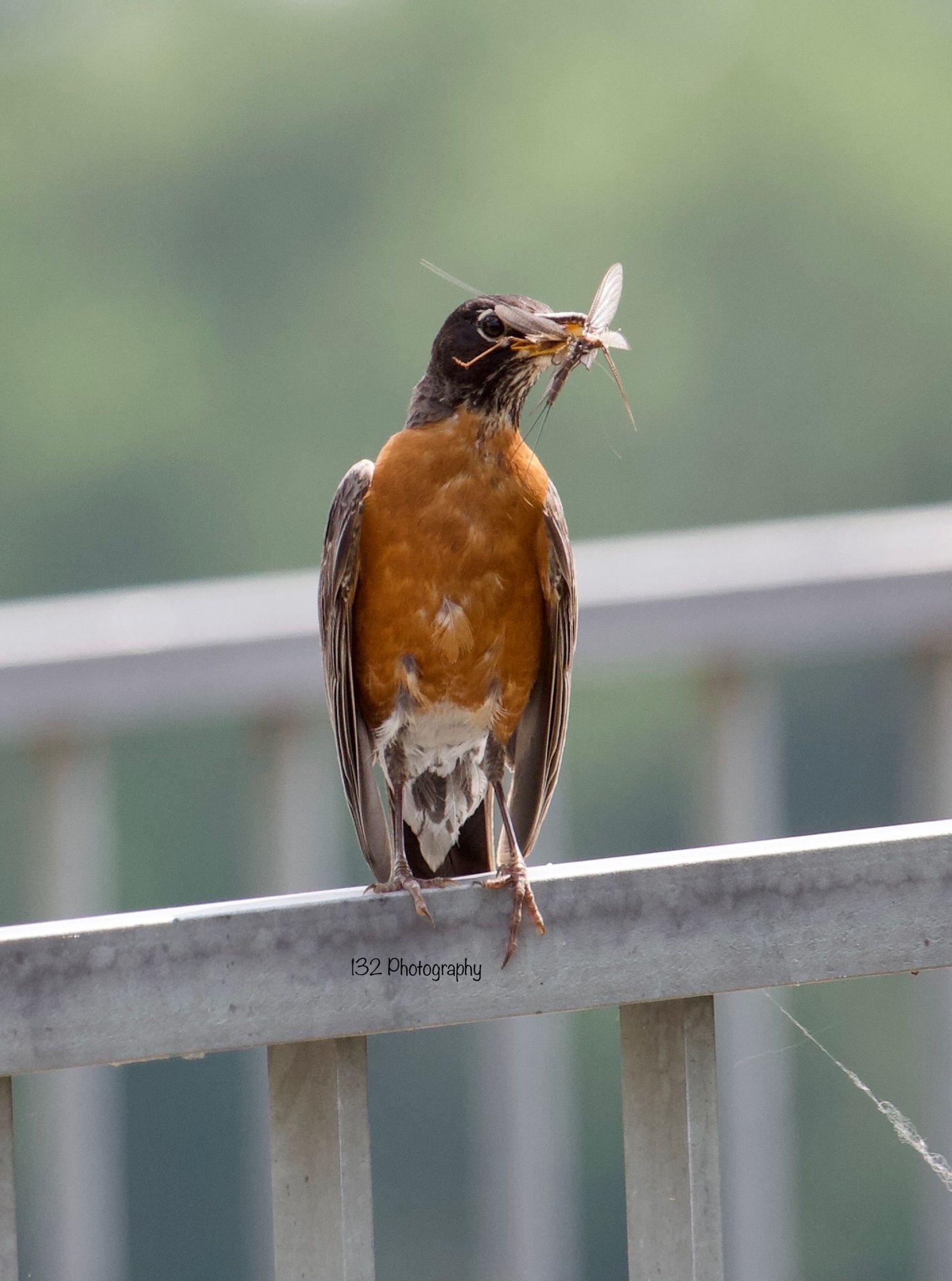 American Robin with two mayflies in its beak on a light colored wood railing 