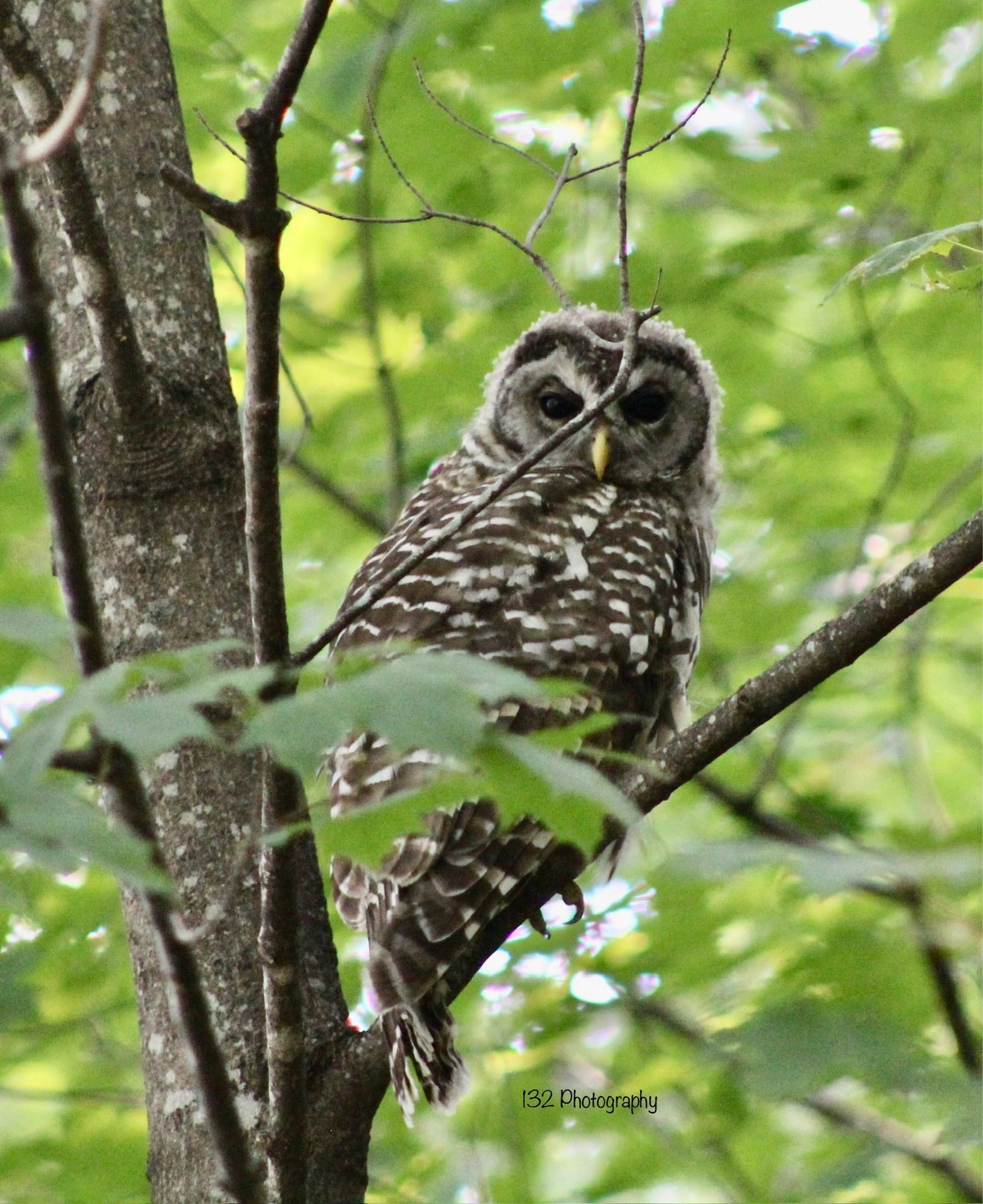 Barred Owl at Minnesota Landscape Arboretum 