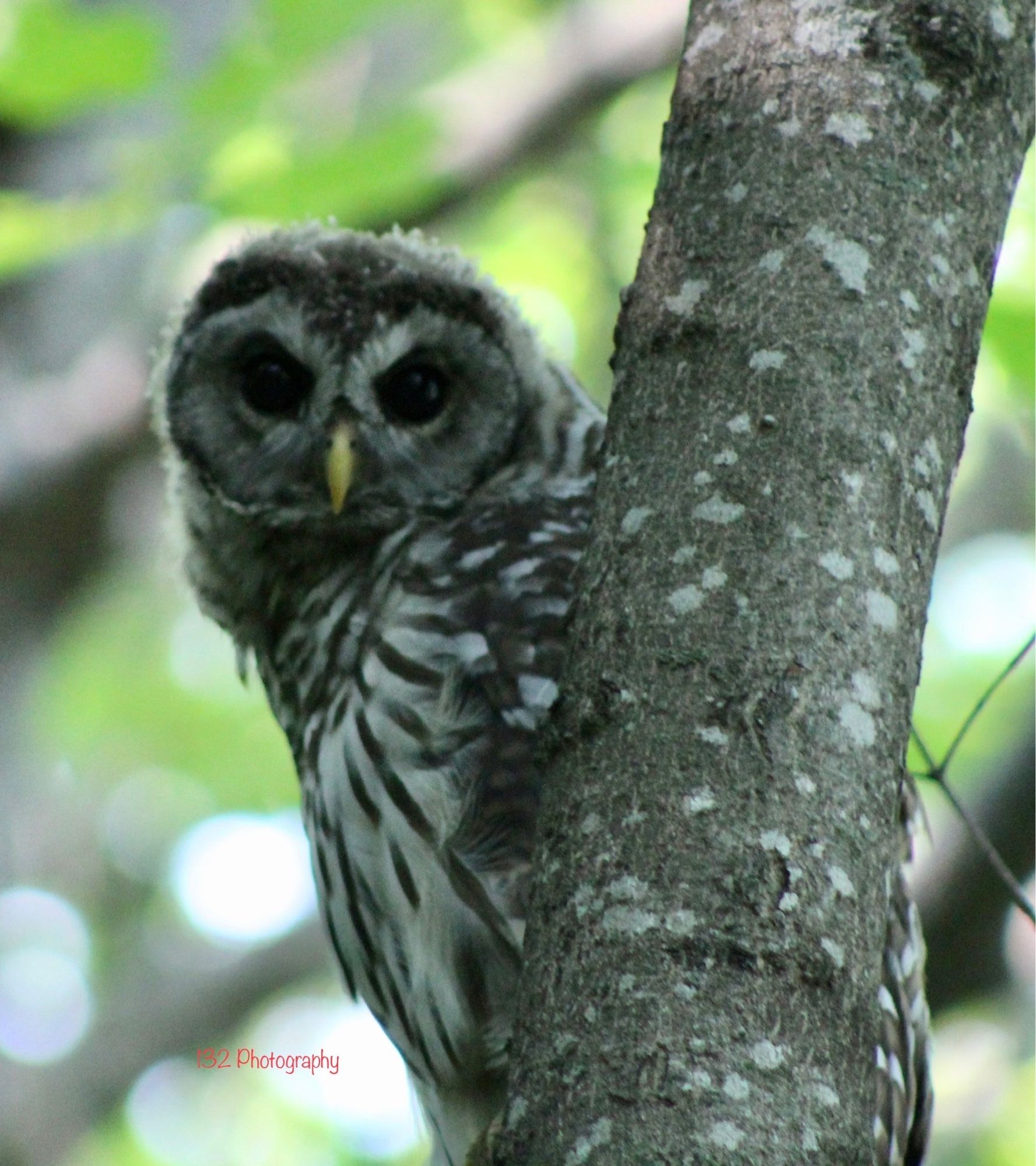 Barred owl looking at Jeffrey, stealing his soul, probably.