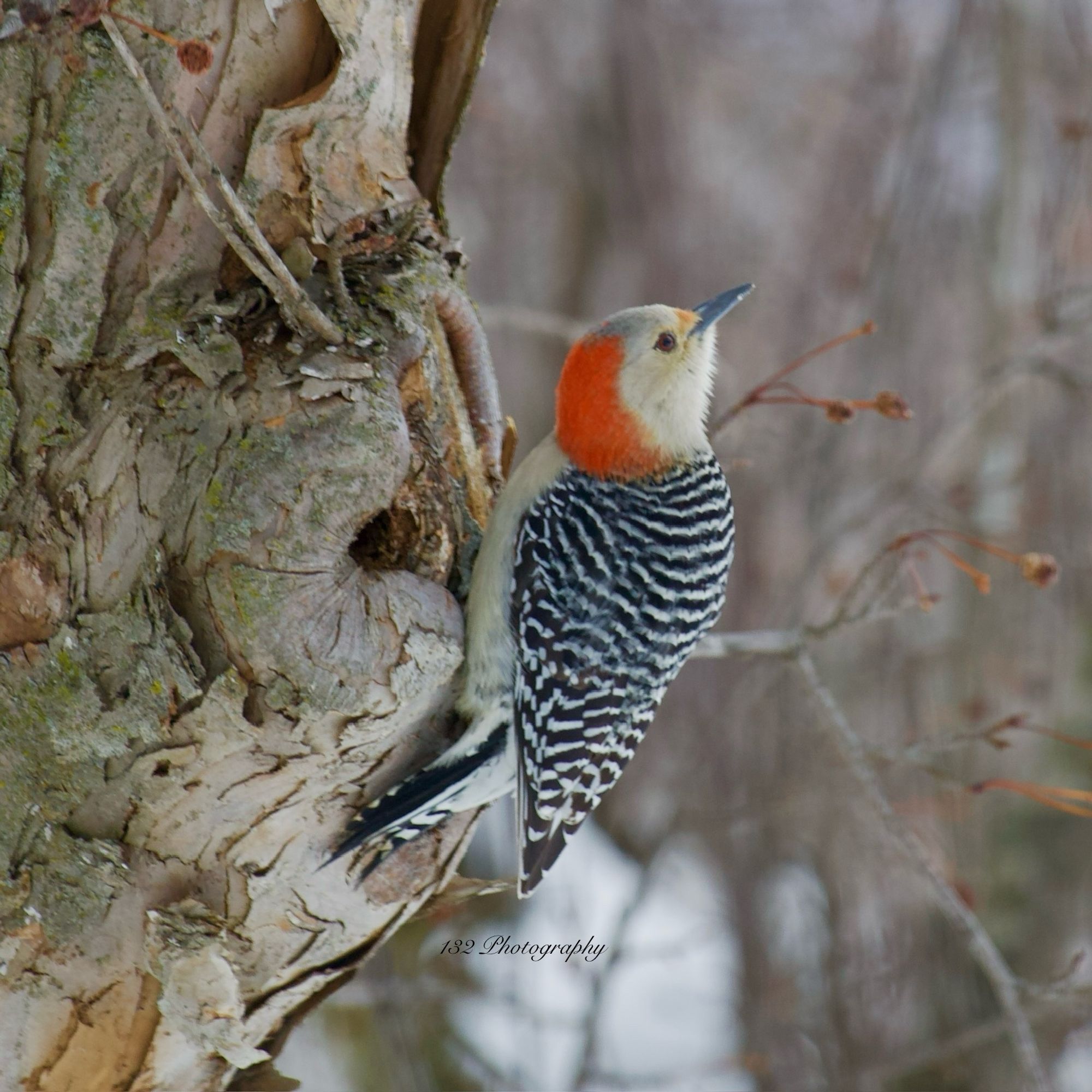 Woodpecker on a tree with its head rotated approximately 180 degrees. White face, pinkish red mark on back of the head, black and white wings.