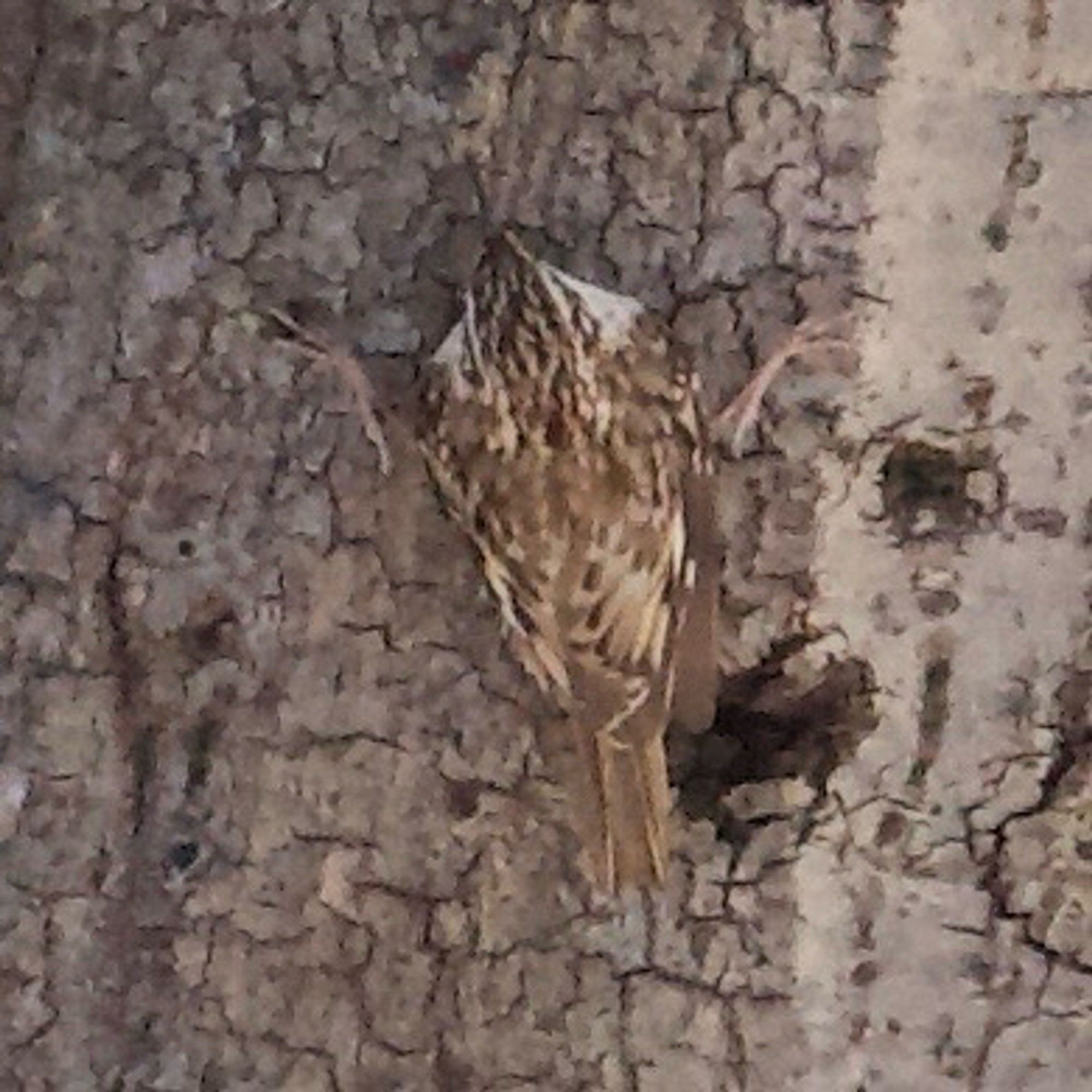 A small brown bird with its legs grasping a tree wide from its body its head is blended in either poking into a hole or oriented such that it appears to be missing into its camouflage.