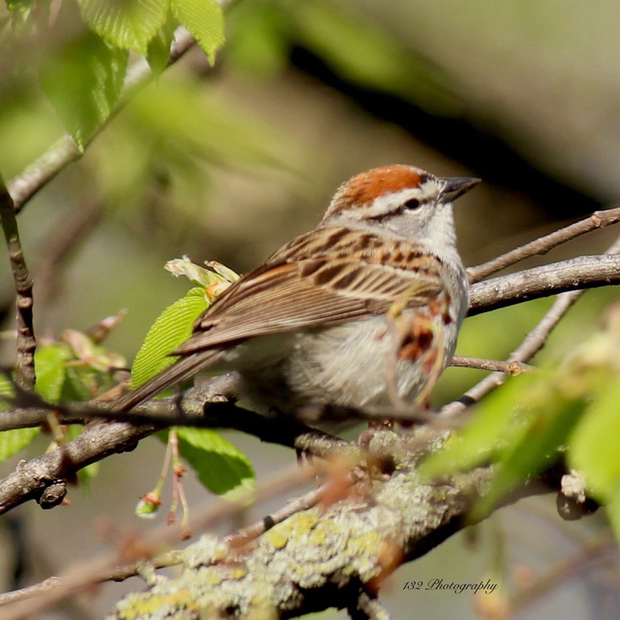 A small brown bird sitting on a moss/lichen covered branch. Its head looks is a side profile view rusty brown top black back gray body with brown striped wings.