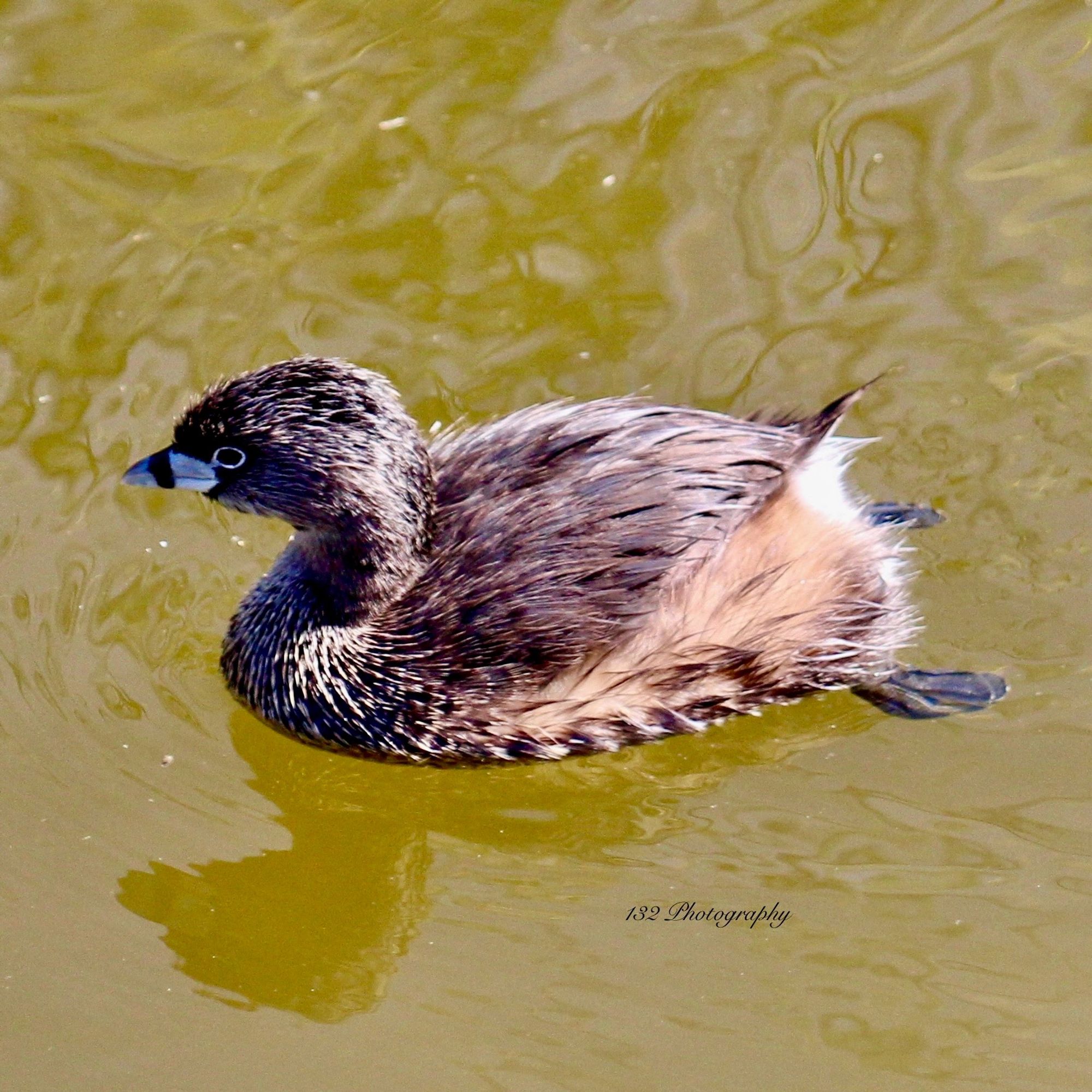 A light billed bird with a black stripe. Cinnamon brown small duck floating with its feets out behind it.