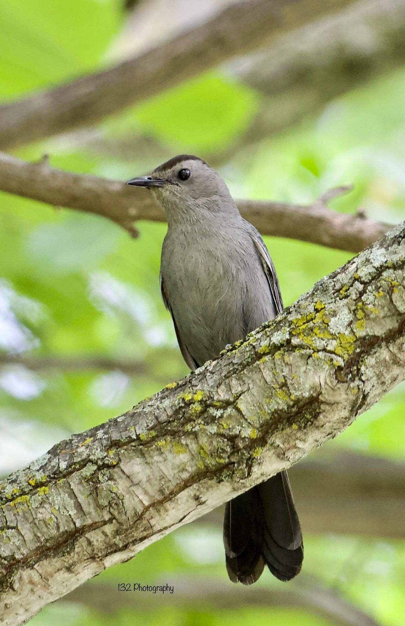 Catbird on branch 