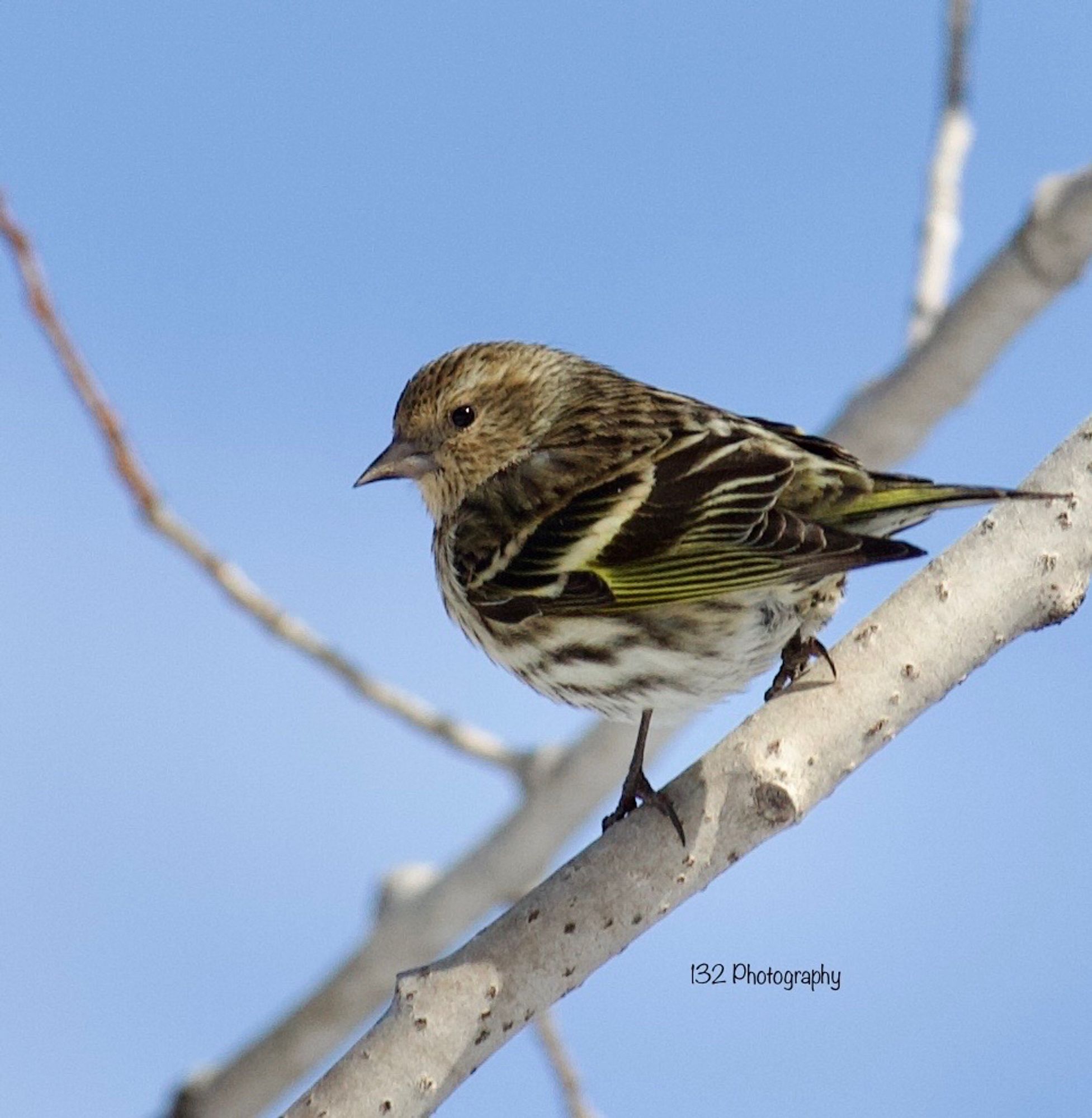 Pine siskin on a a birch branch in front of a blue sky.