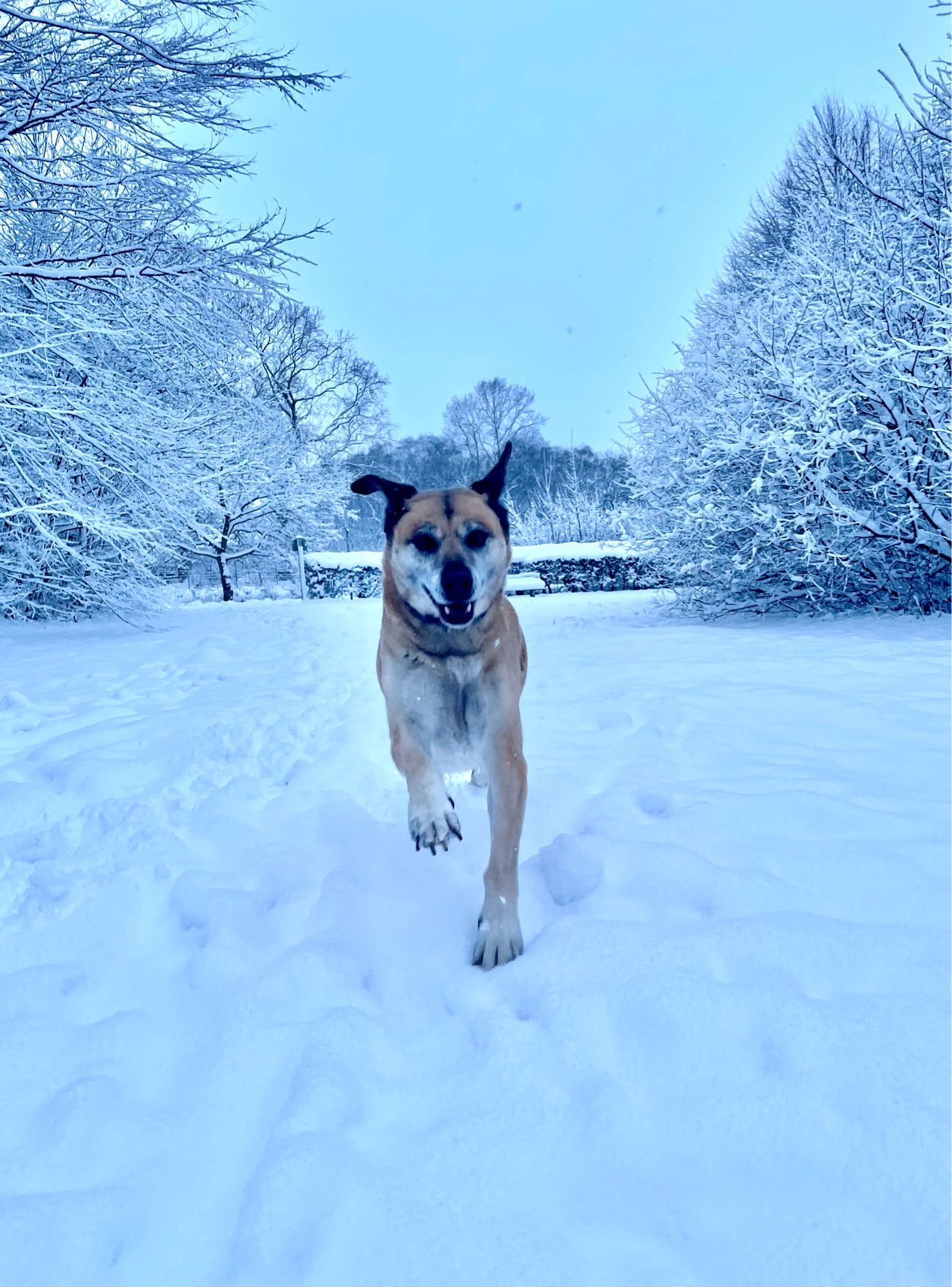 Großer Hund im Schnee kommt freudig auf Fotografin zu.