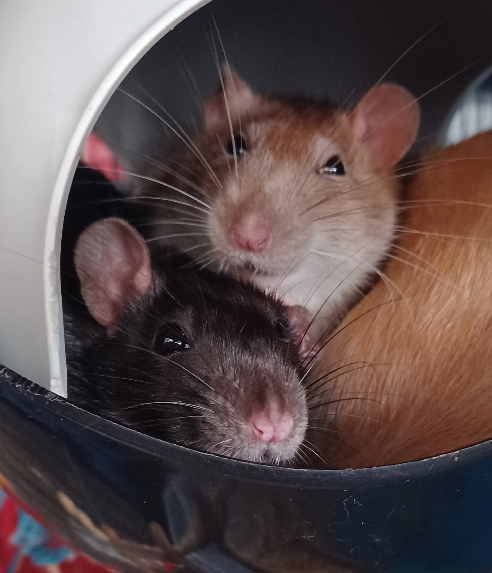 a black and a brown rat cuddled together in a sputnik hide looking at the camera