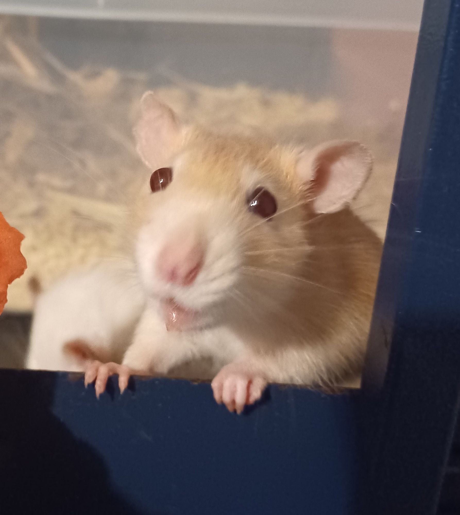 a gormless looking cream rat with watermelon juice dribbling down her chin