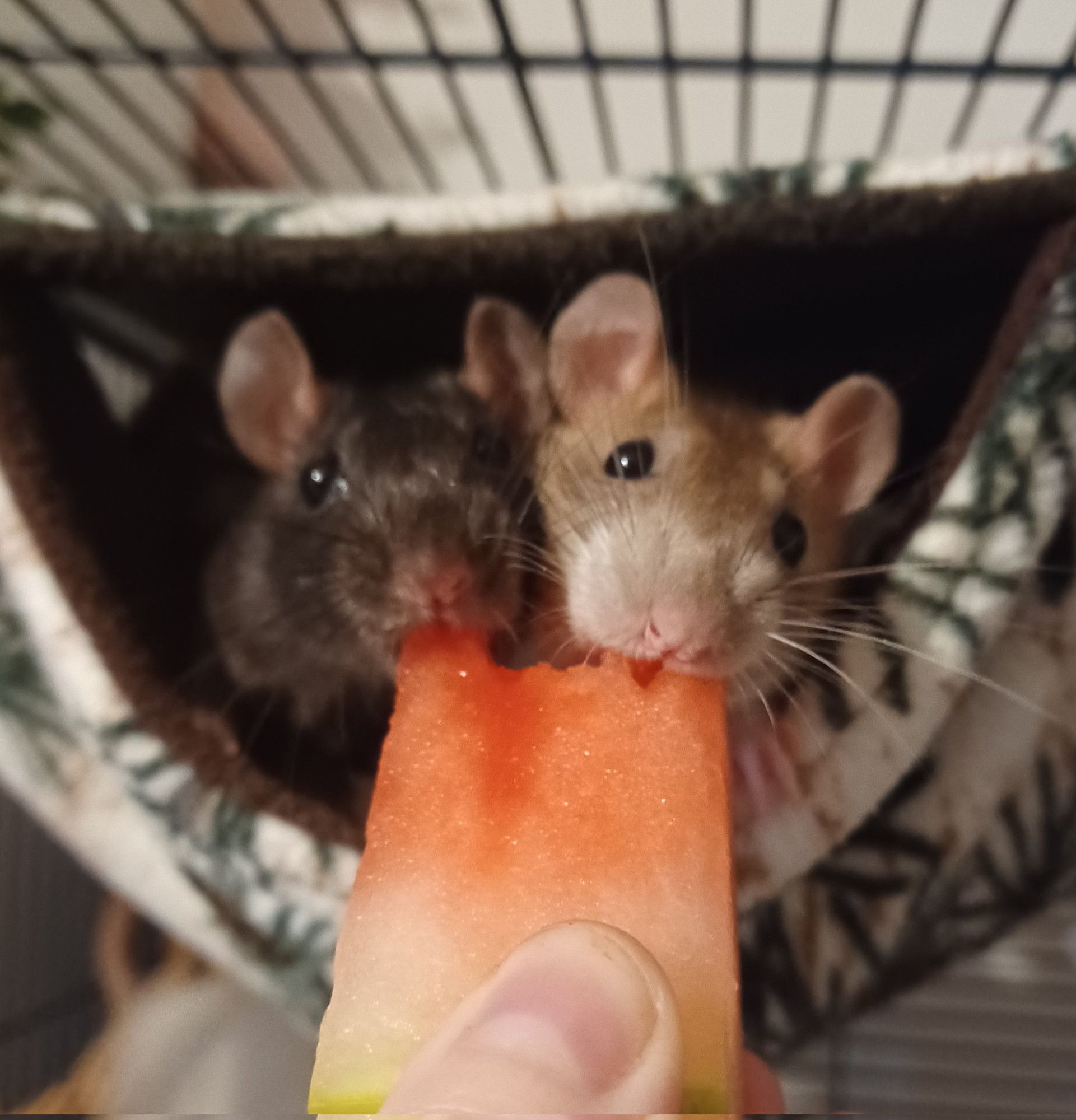 a black rat and a brown rat politely sharing some watermelon