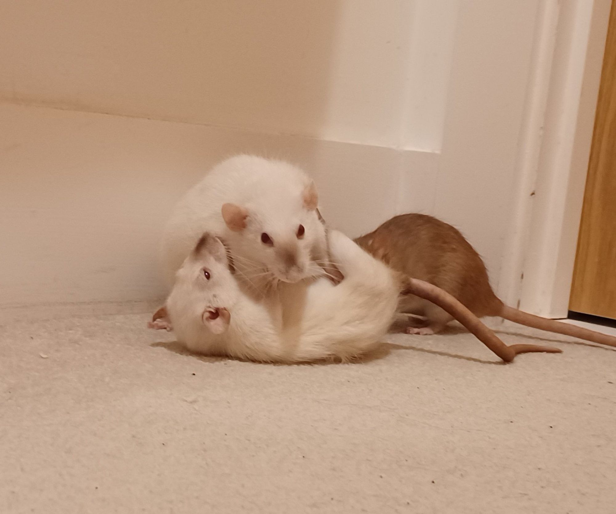 two siamese rats play fighting with each other, one is pinned to the ground by the other