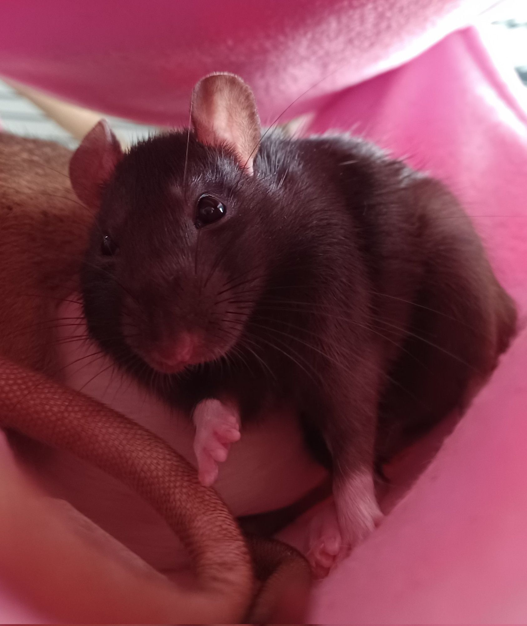 a black rat sitting awkwardly in a pink hammock with one front paw held out towards the camera