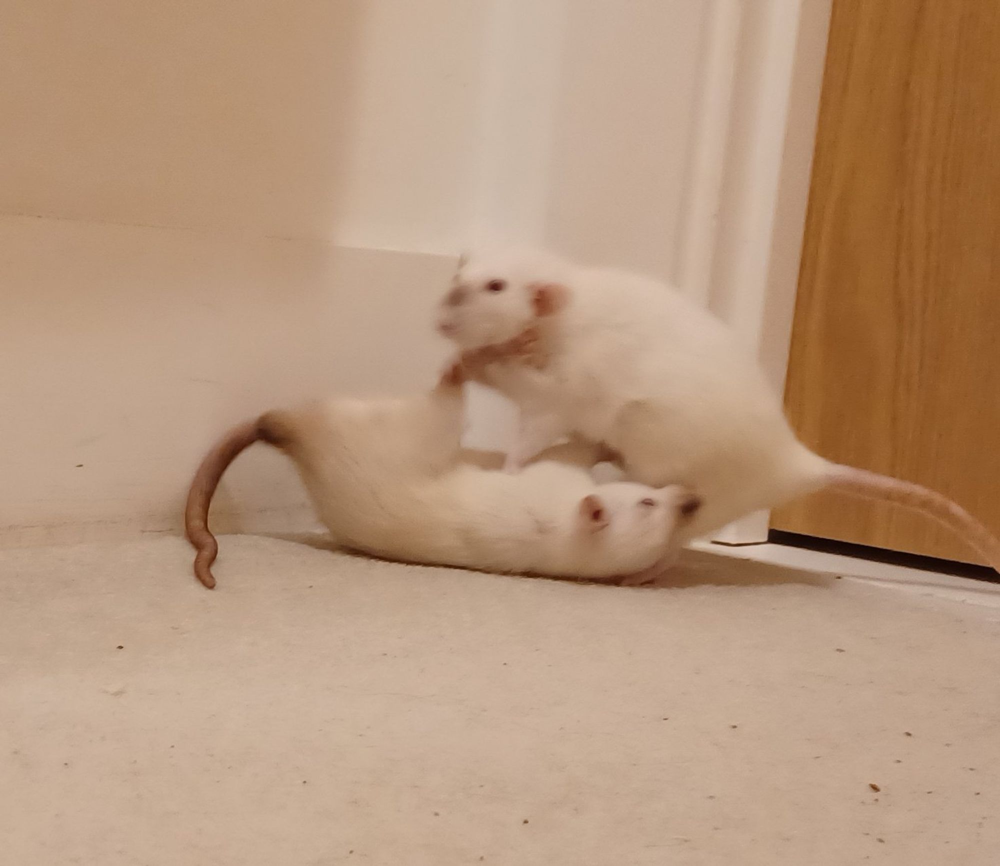 two siamese rats play fighting with each other, one is pinned to the ground by the other