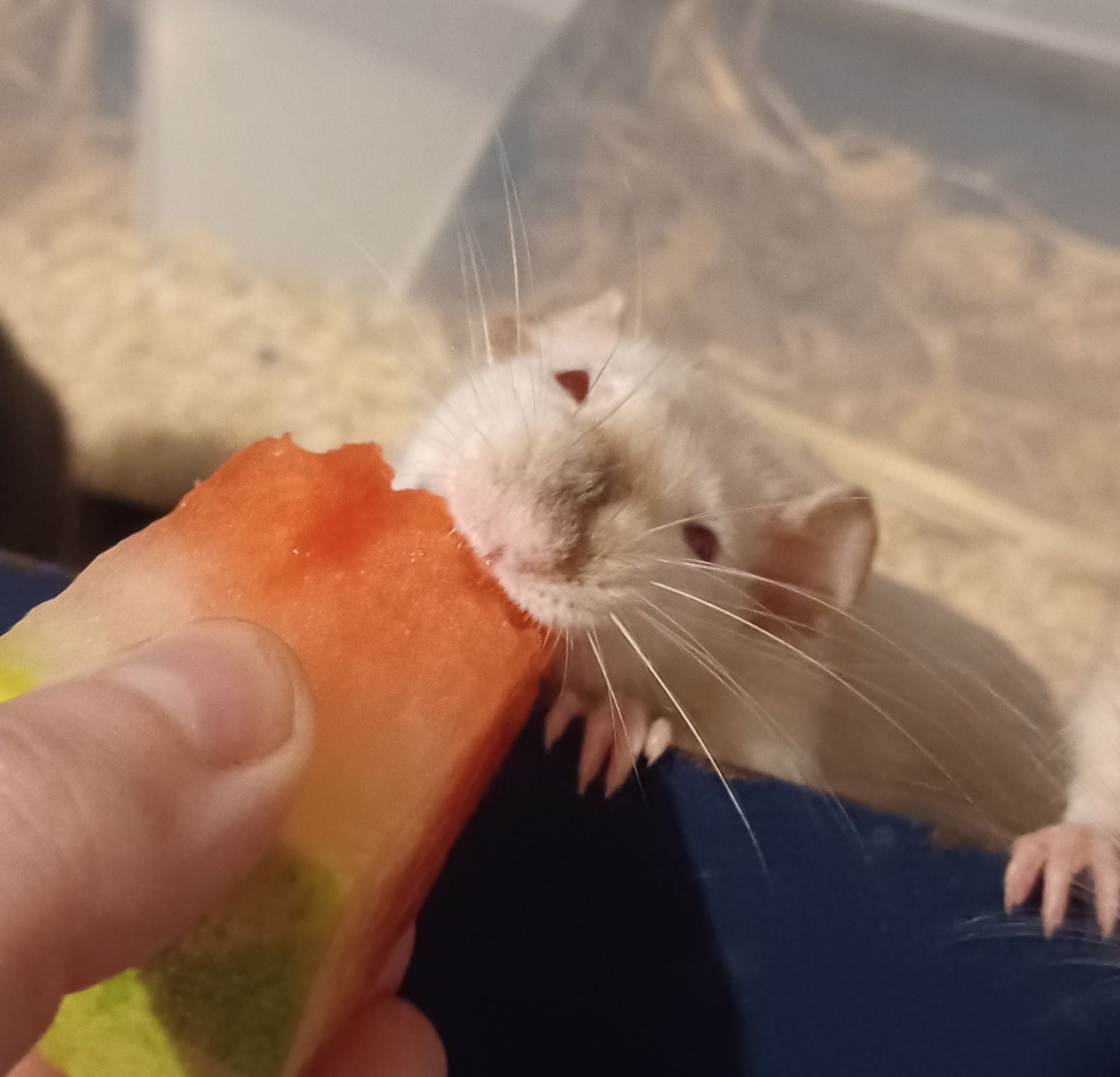 a siamese rat taking a big chomp of watermelon