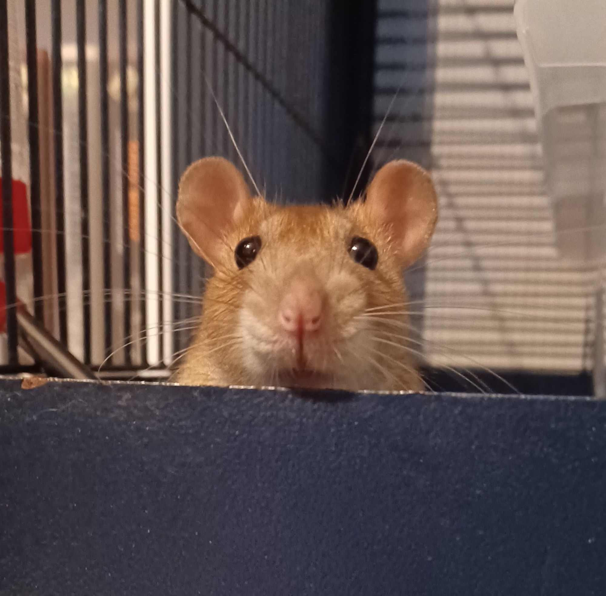 a brown rat peeking over the edge of her cage staring directly at the camera