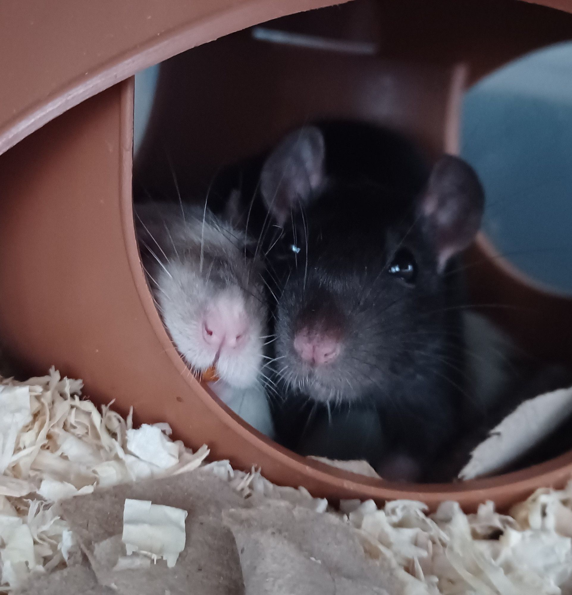 a siamese and a black rat with their faces snuggled together in a brown sputnik hide