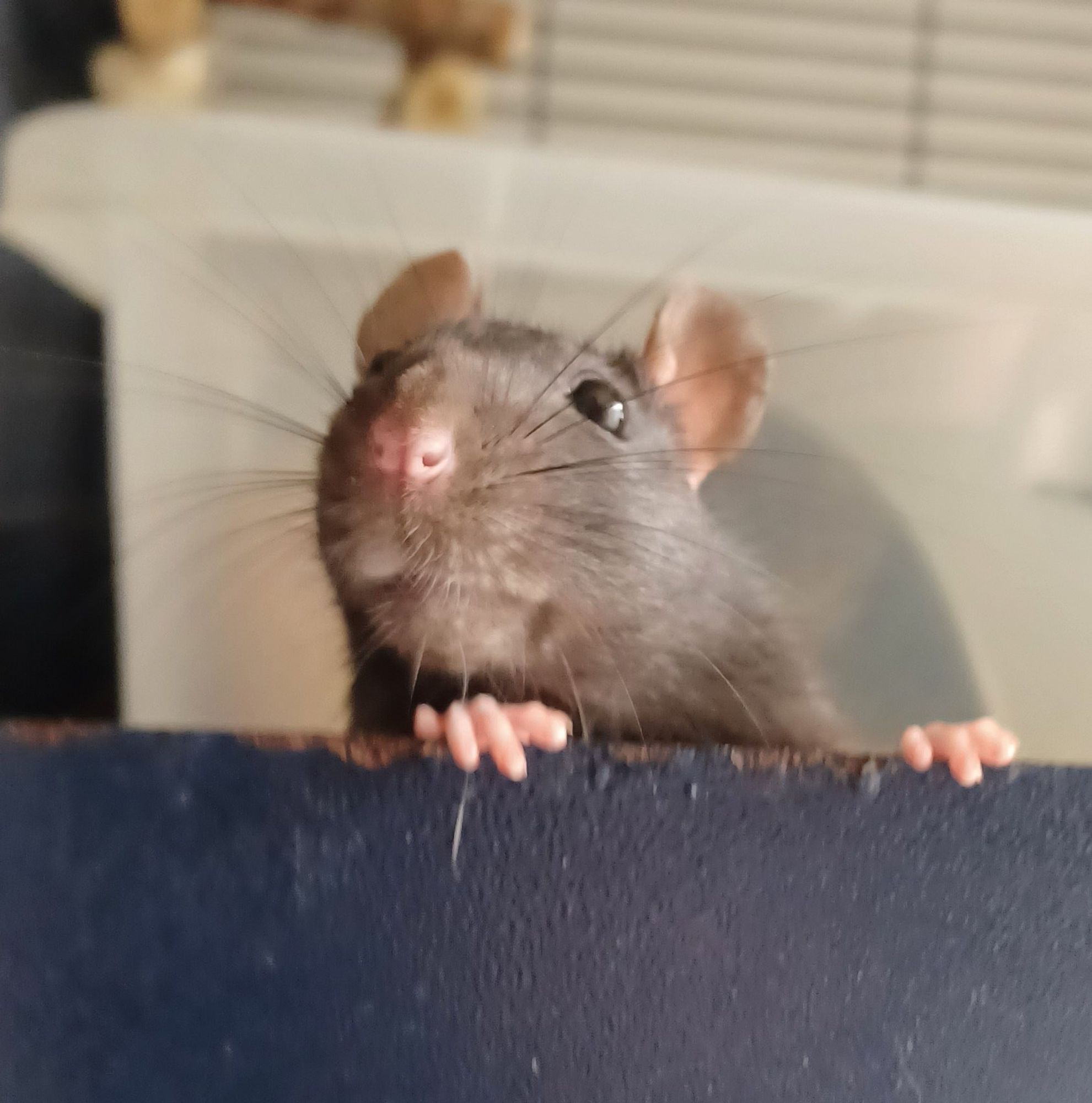 a black rat peering over the side of the cage with an expression that looks like the awkward white person smile meme