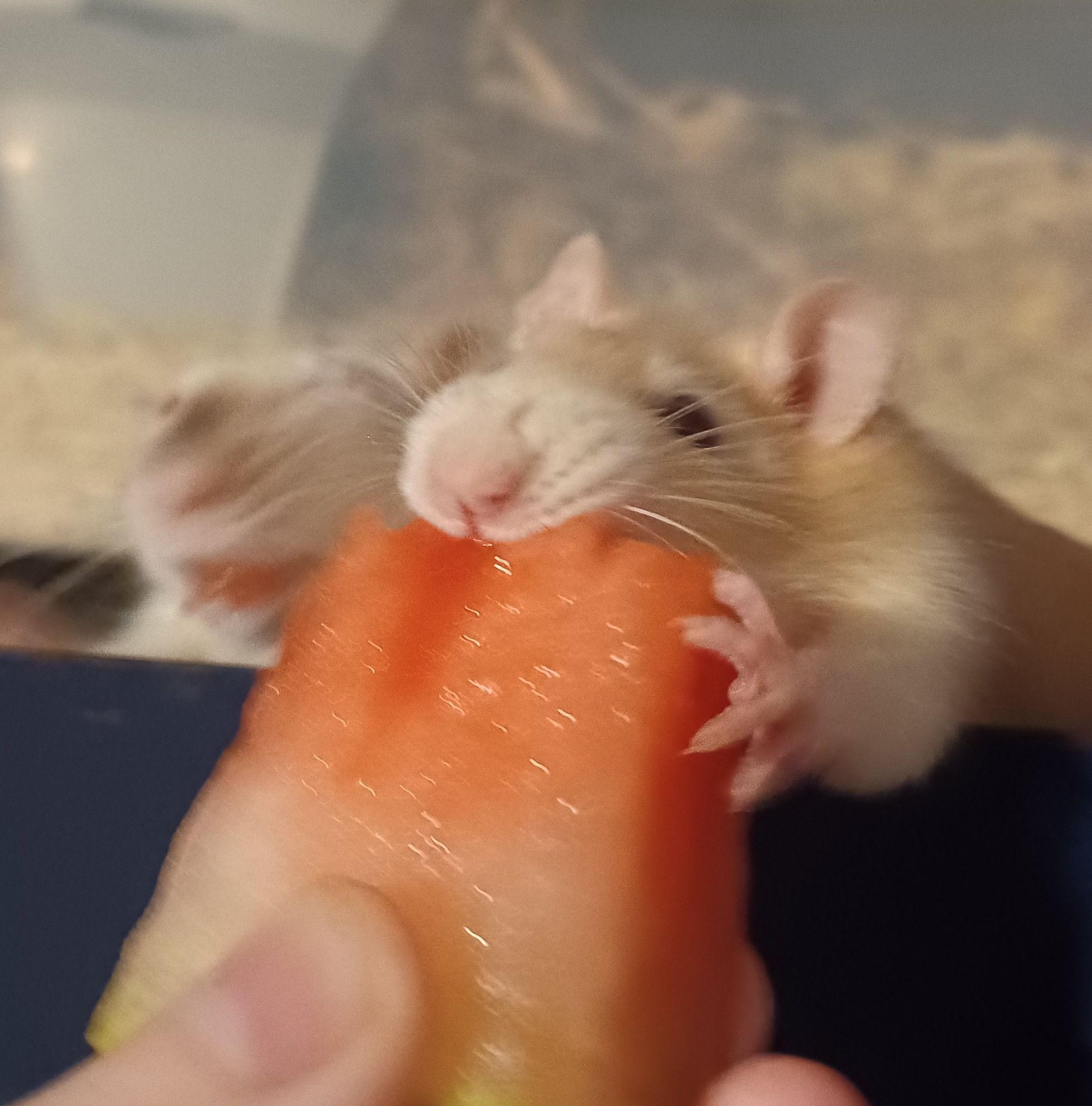 a cream rat going absolutely ham on some watermelon, gripping onto it for dear life