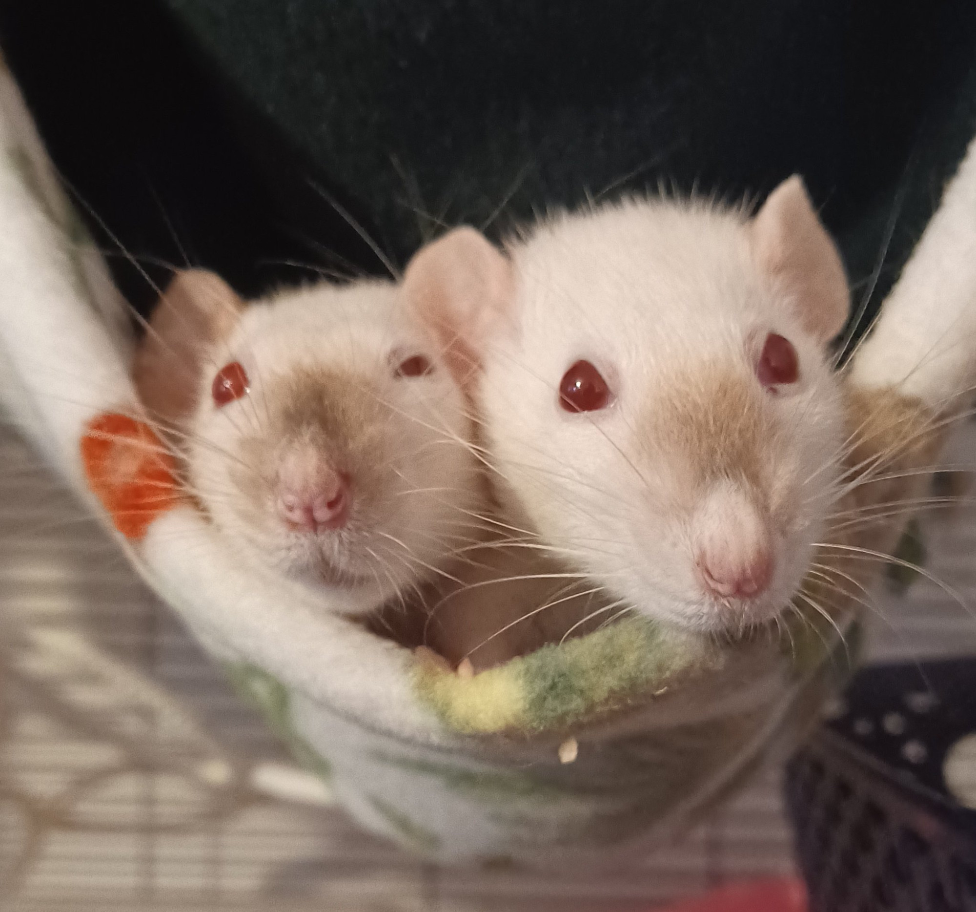 two siamese rats with red eyes cuddled next to each other in a hammock