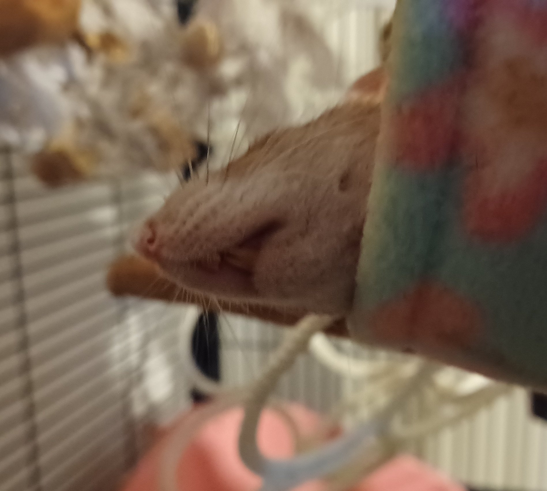 Ebi the brown rat poking her head out of a blue and pink hammock. She is lying on her side with a slightly open mouth and teeth showing