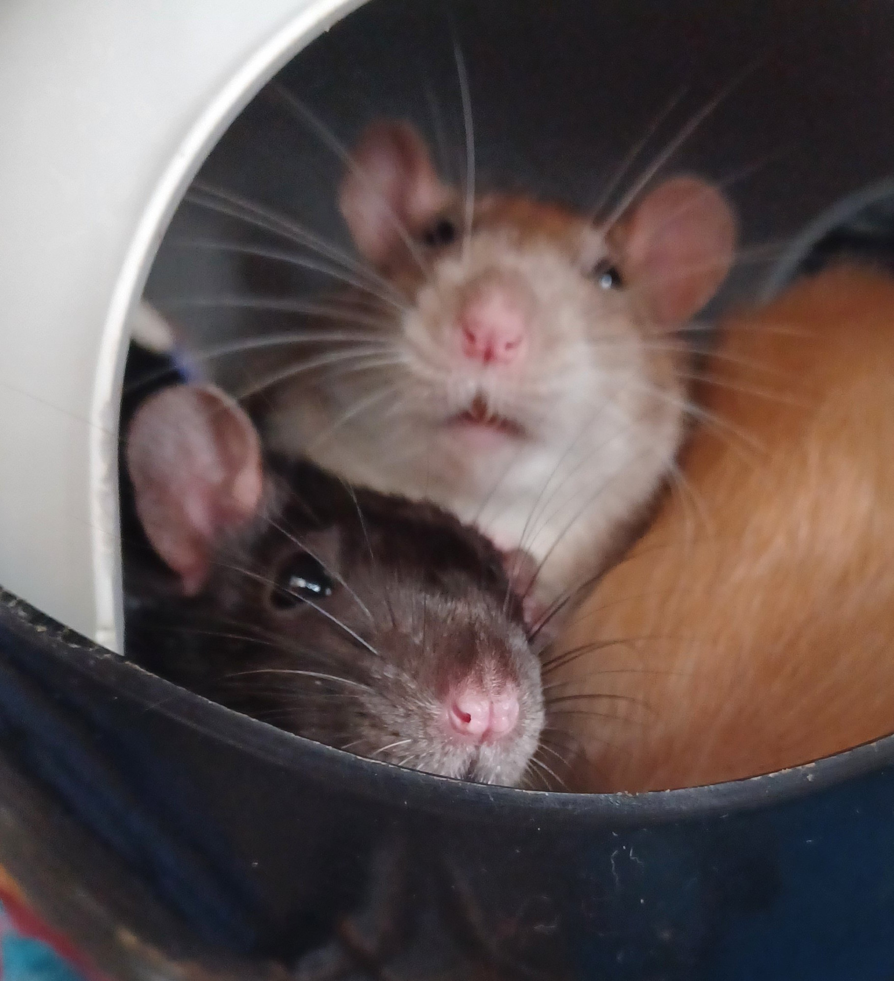 a black and a brown rat cuddled together in a sputnik hide looking at the camera. the brown rat has a look of disgust on her face