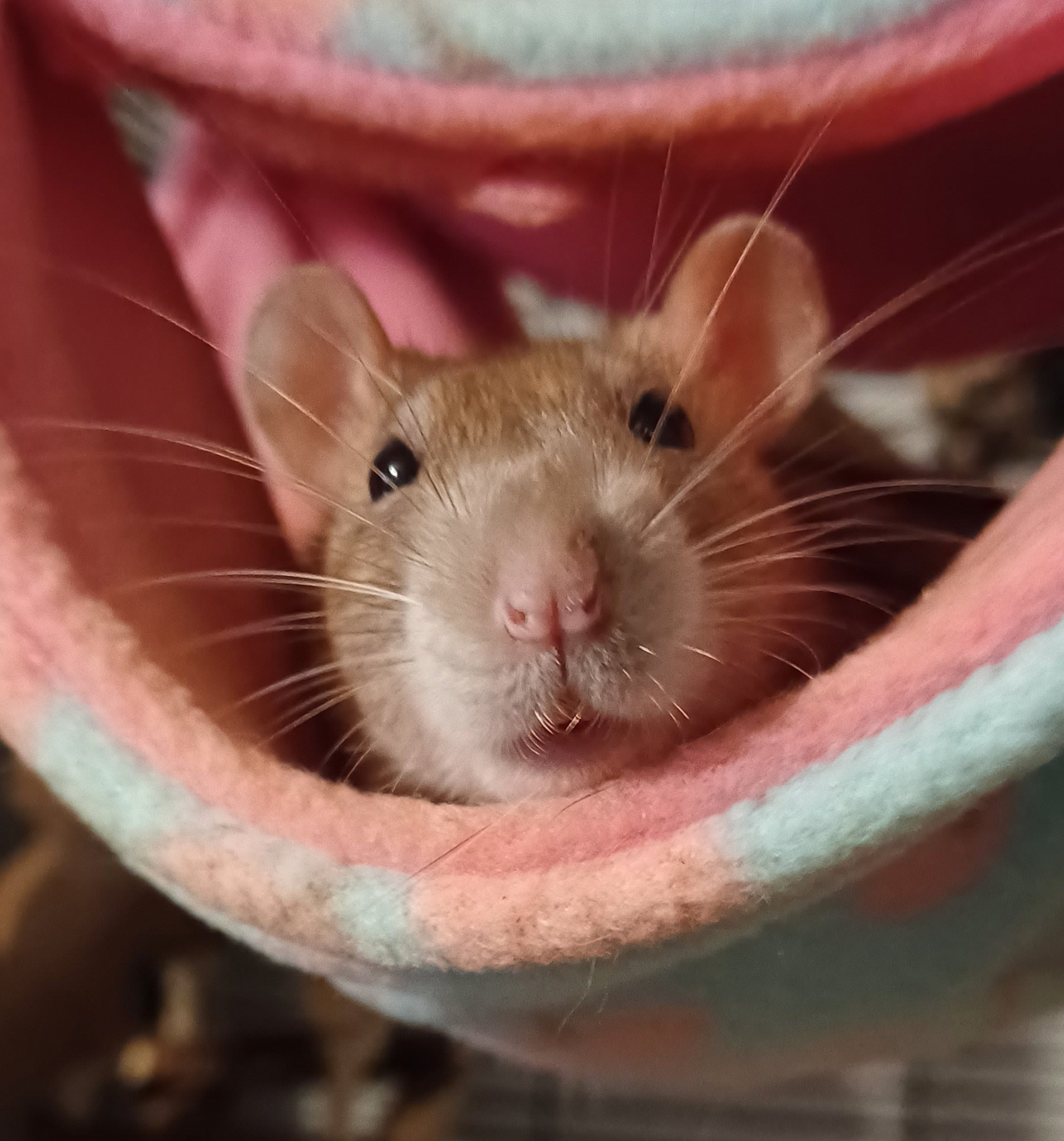 Ebi the brown rat poking her head curiously out of a pink and blue hammock