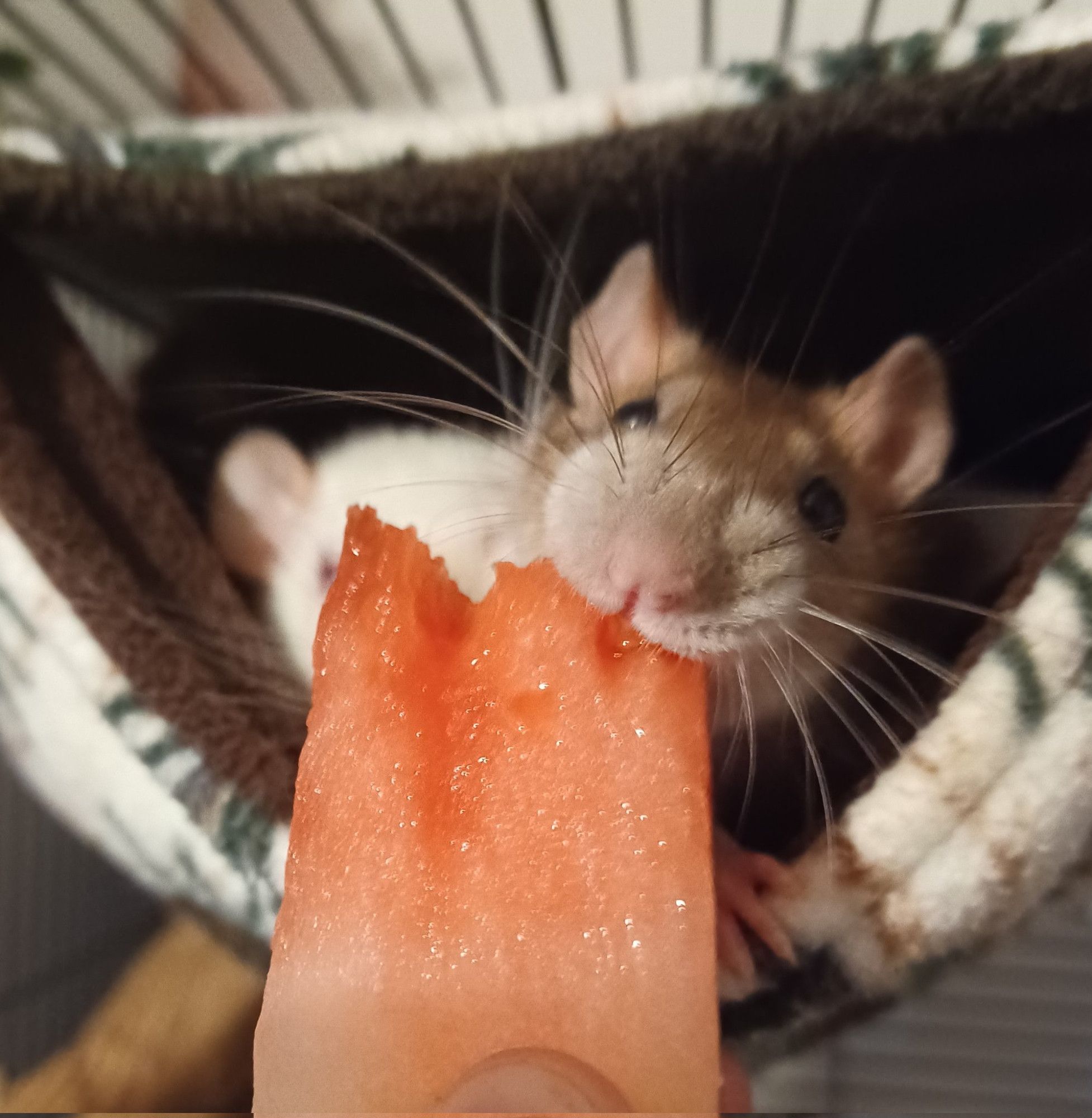 a brown rat taking a big chomp of watermelon