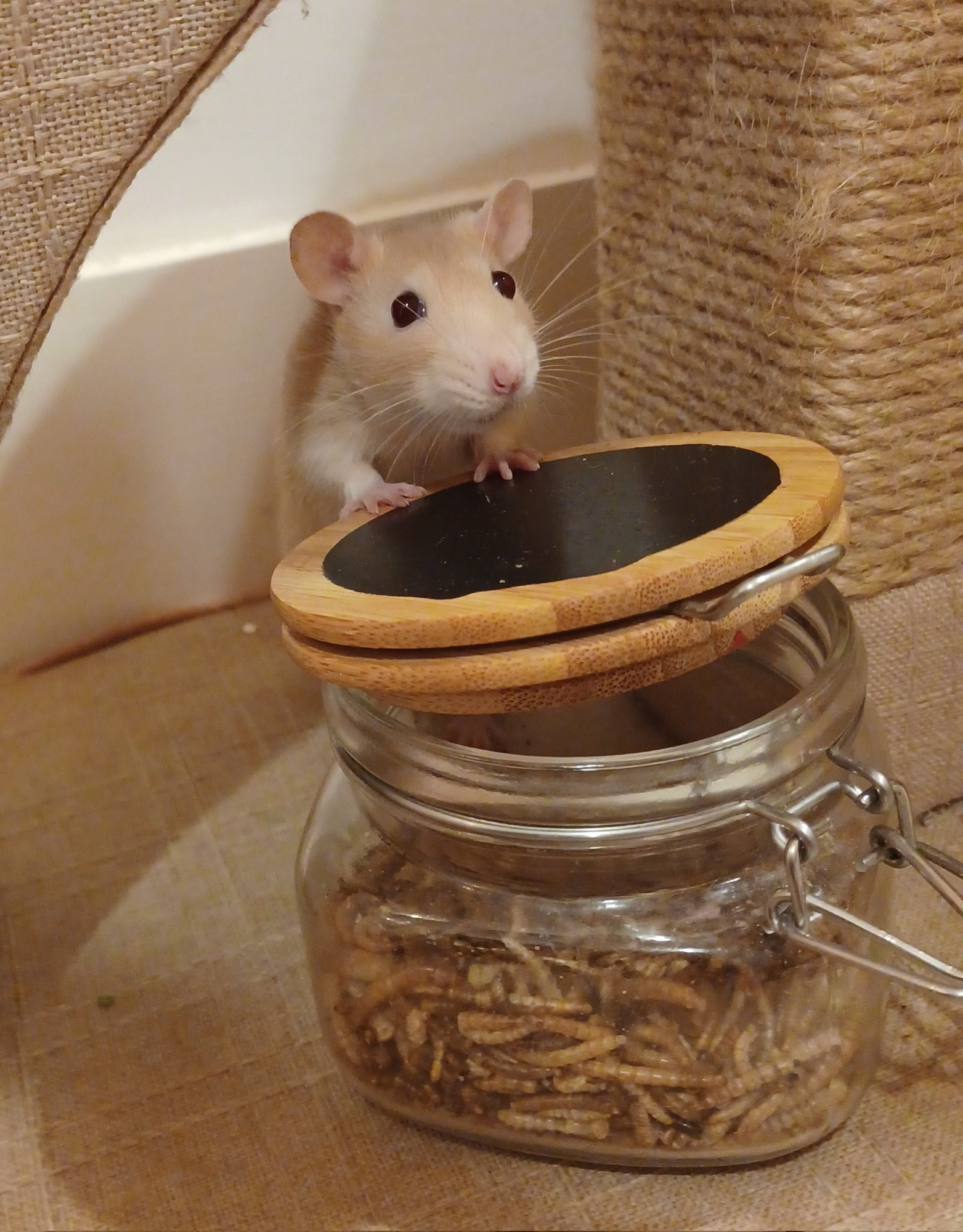 miso the cream coloured rat standing with her front paws on a jar of dried meal worms with a pleading look on her face