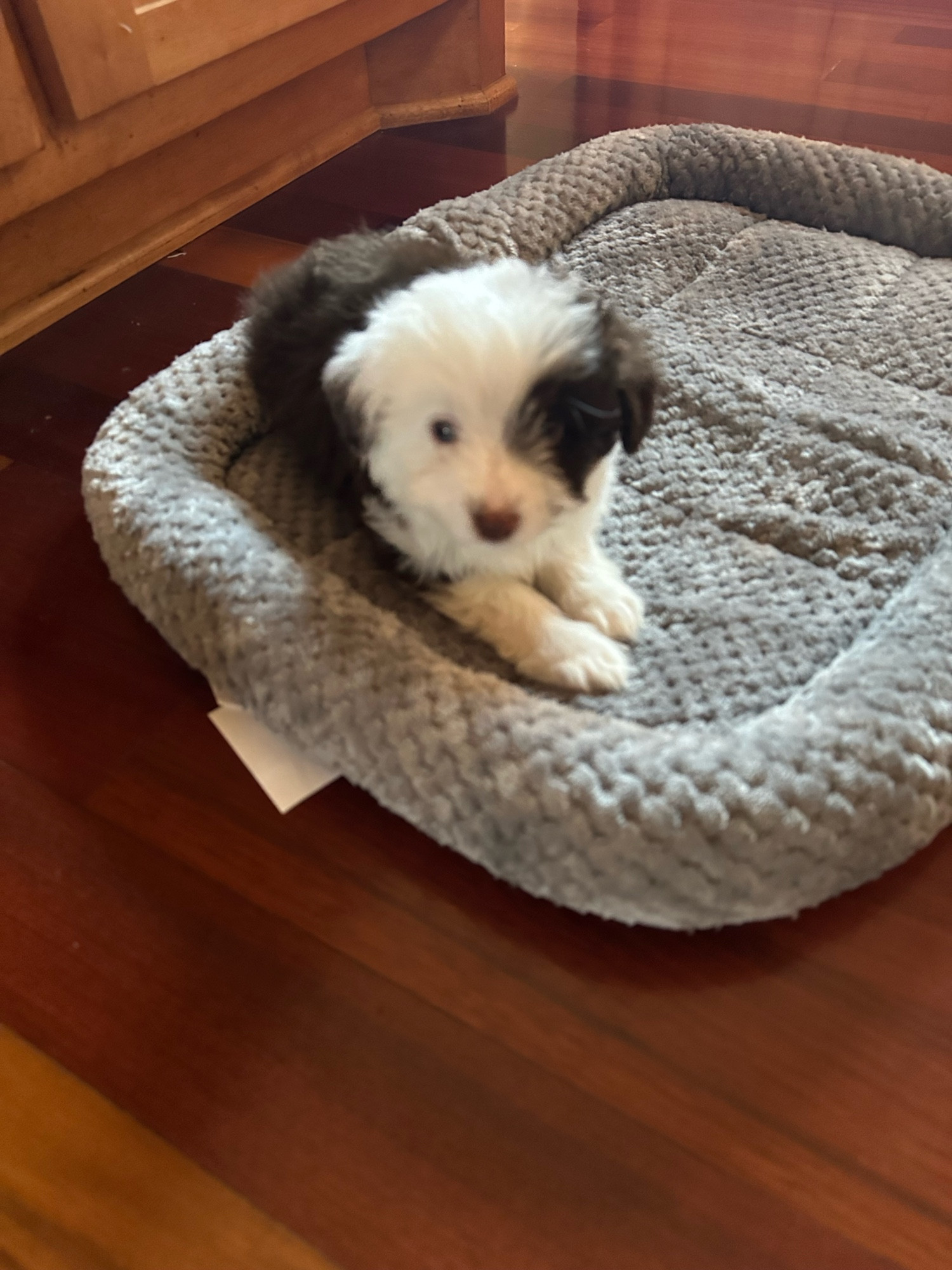 Wee Aussie Doodle brown & white puppy 