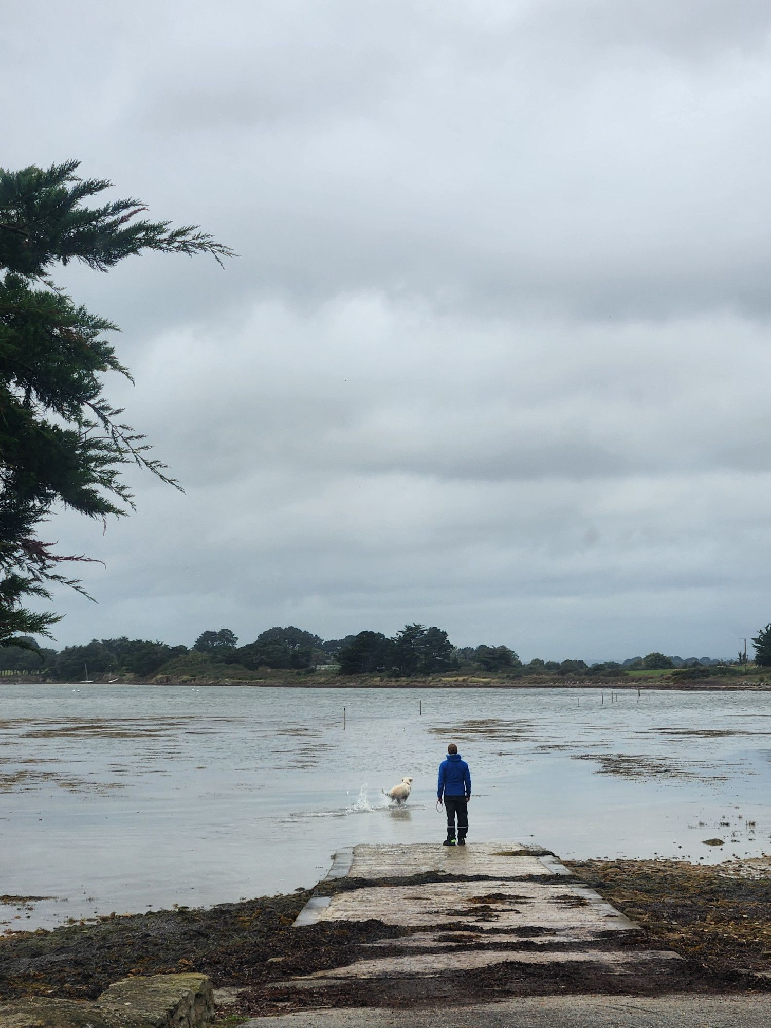 A man standing at the tideline while a white lab bounces on the water