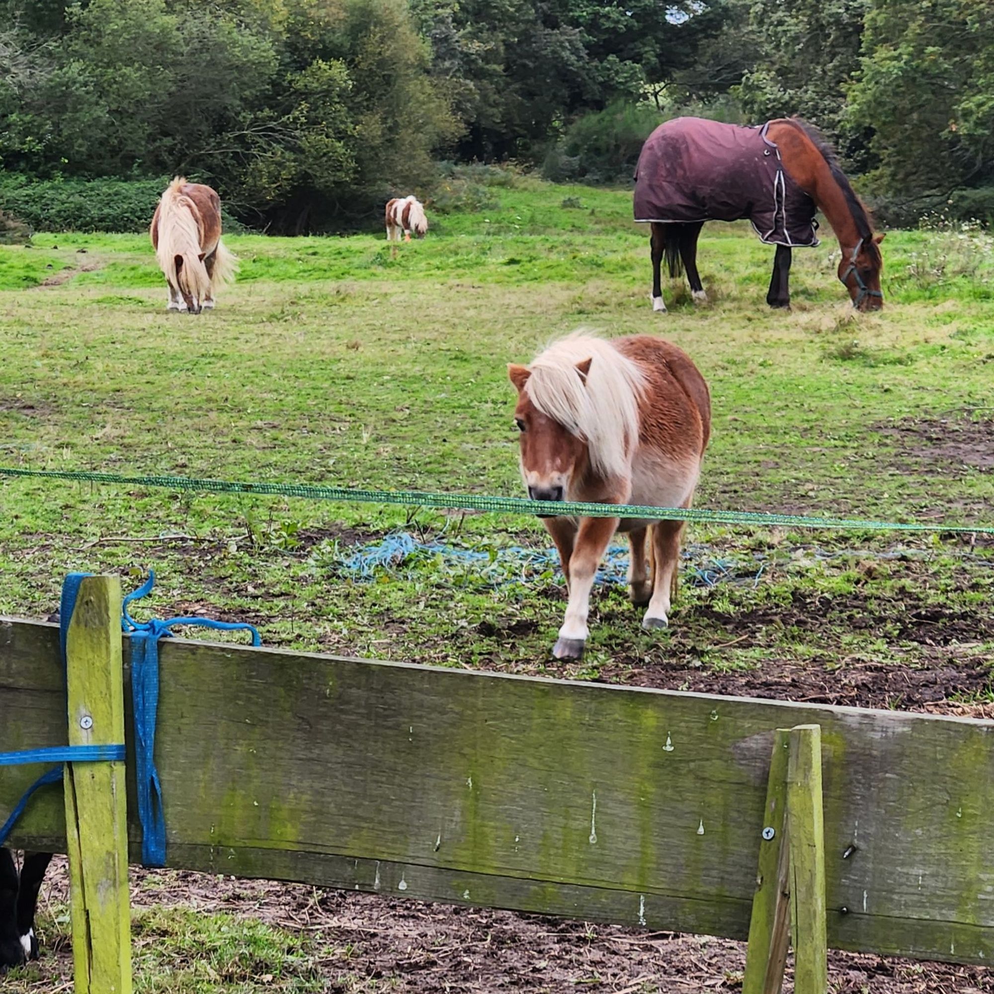 A brown pony with emo bangs walking towards me in a field, while several other ponies and a horse are eating grass