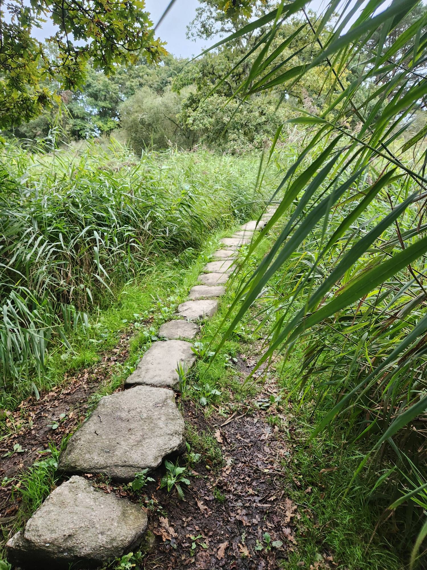 A path of flat stepping stones with marshy land on either side