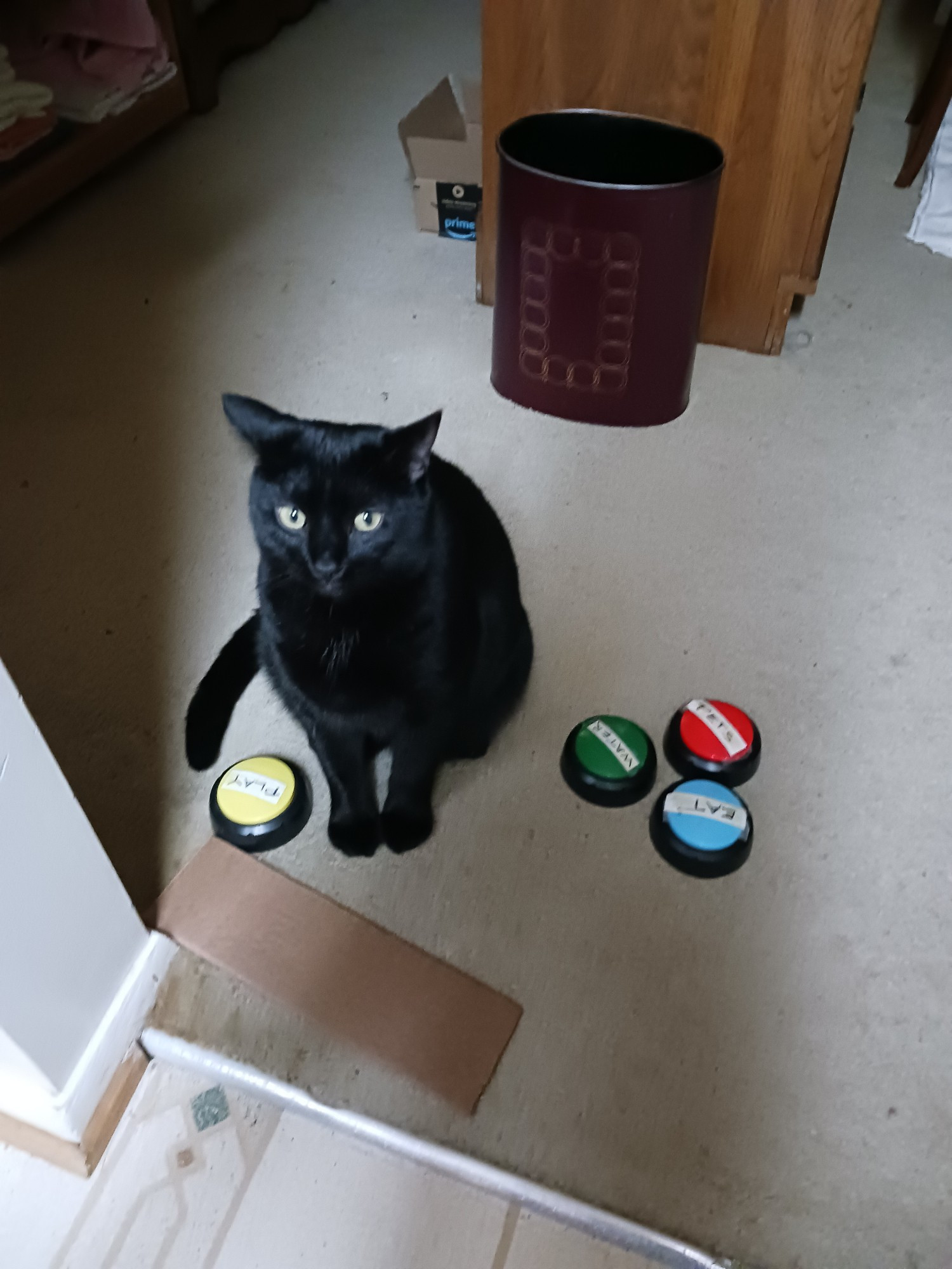 A black cat looking at the camera surrounded by word buttons labeled play, pets, eat and water.