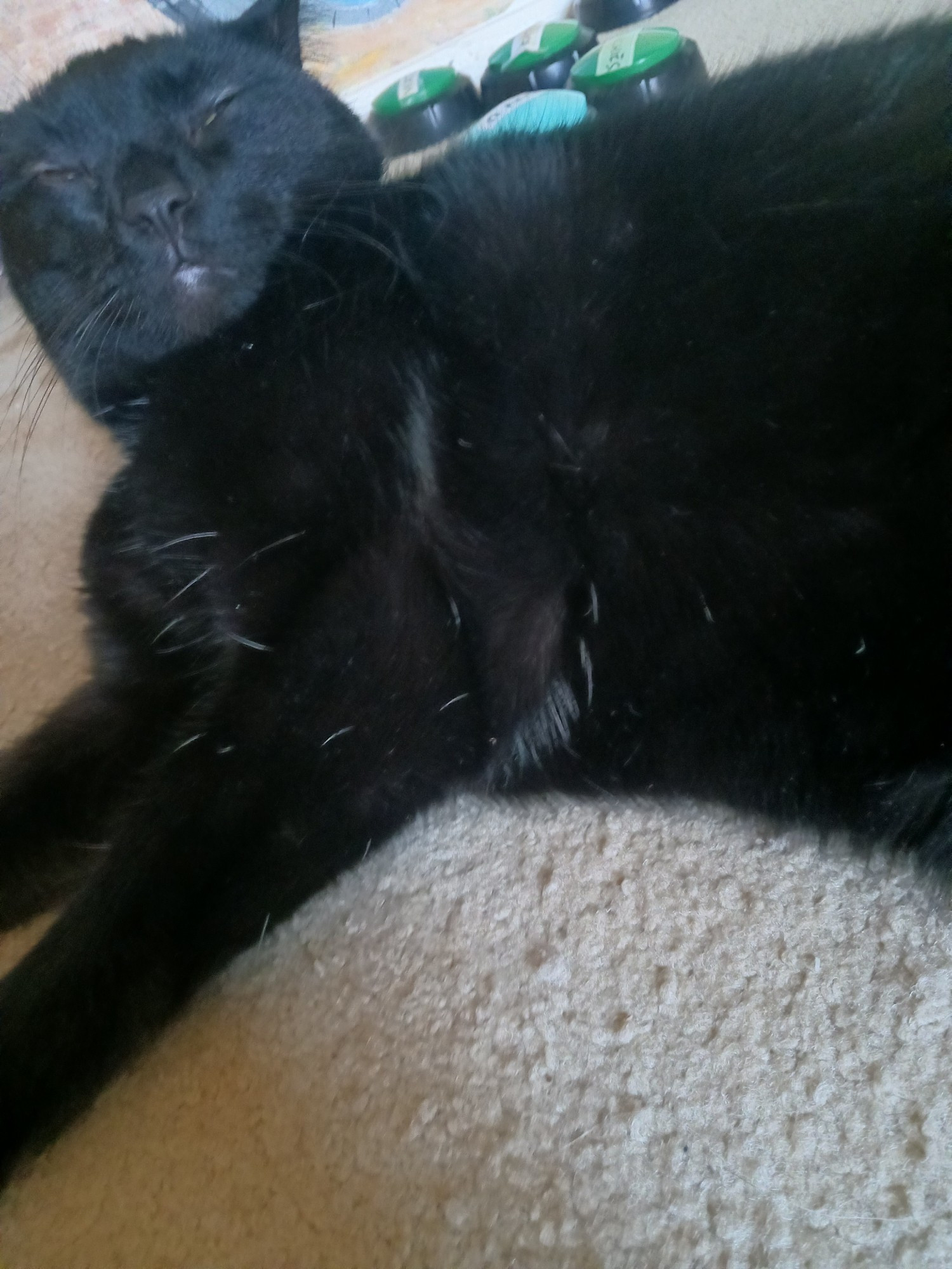 A black cat, with many single white hairs all over, resting in the sun.