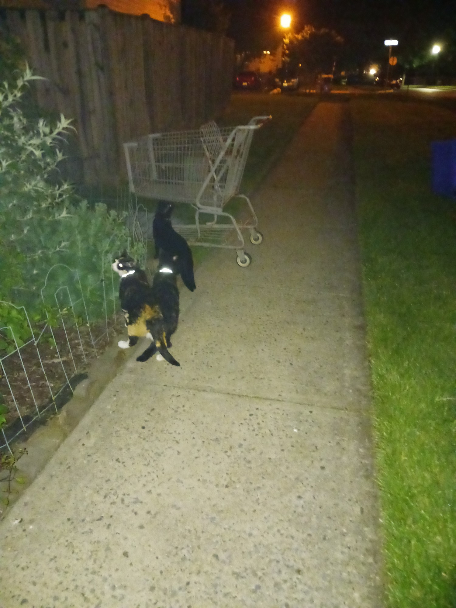 A sidewalk at night. Three cats investigate an abandoned shopping trolley in this potentially cursed image.