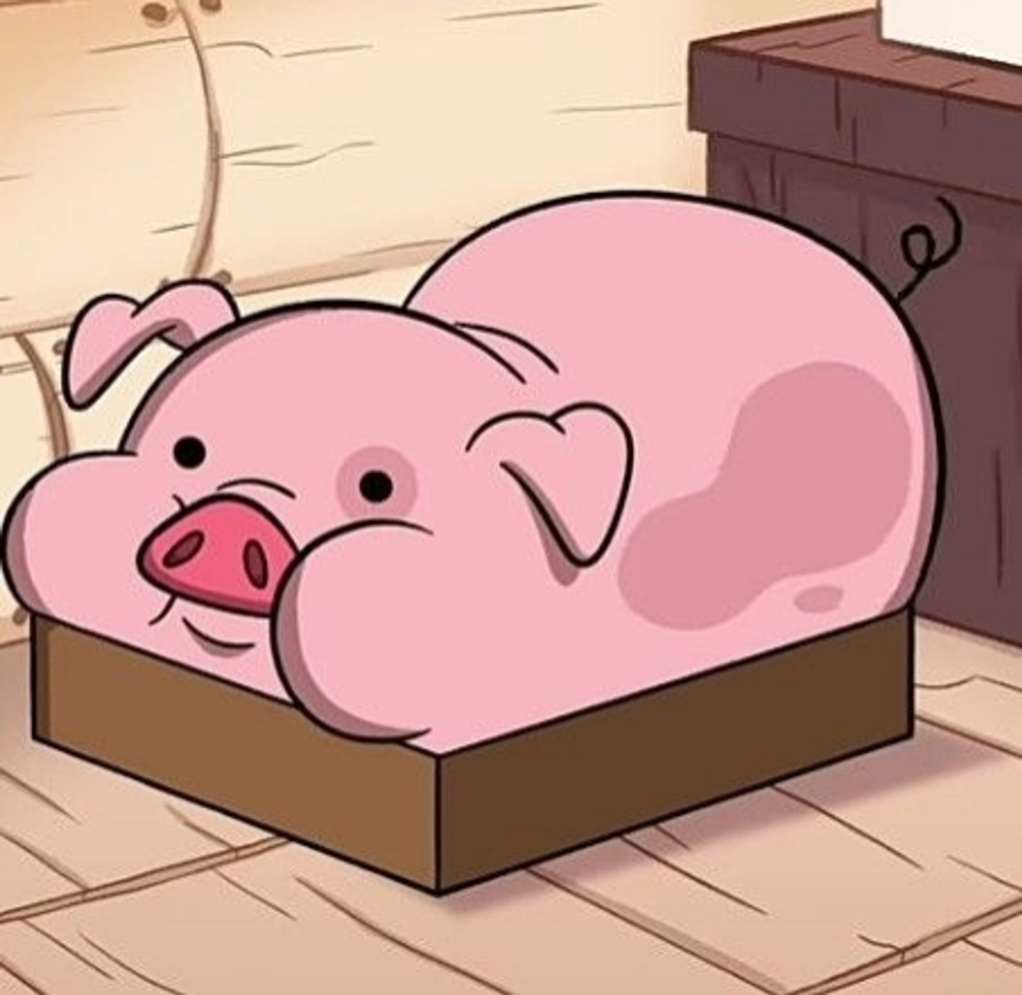 waddles tentando se enfiar numa caixa