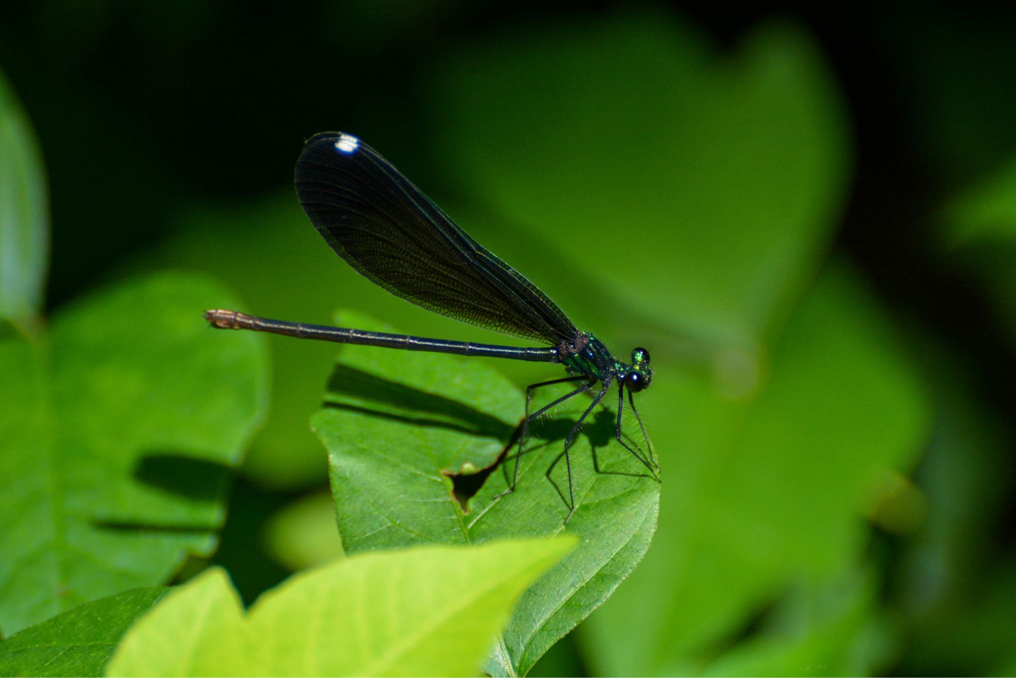 An ebony jewelwing damselfly, Calopteryx maculata