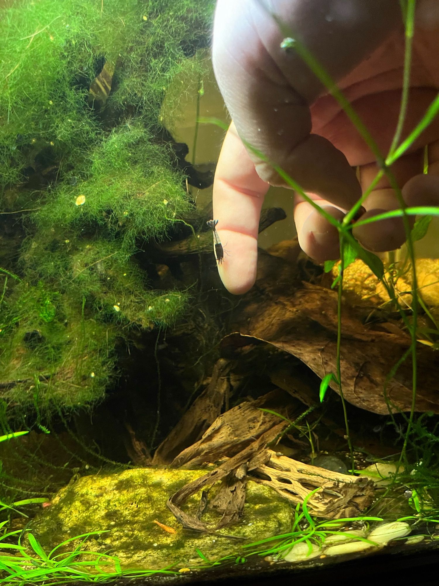 A pic of my hand, stuck into my freshwater shrimp aquarium. One of the shrimp, a handsome carbon rili (clear with black bands) is climbing along my pointer finger, looking for snacks.