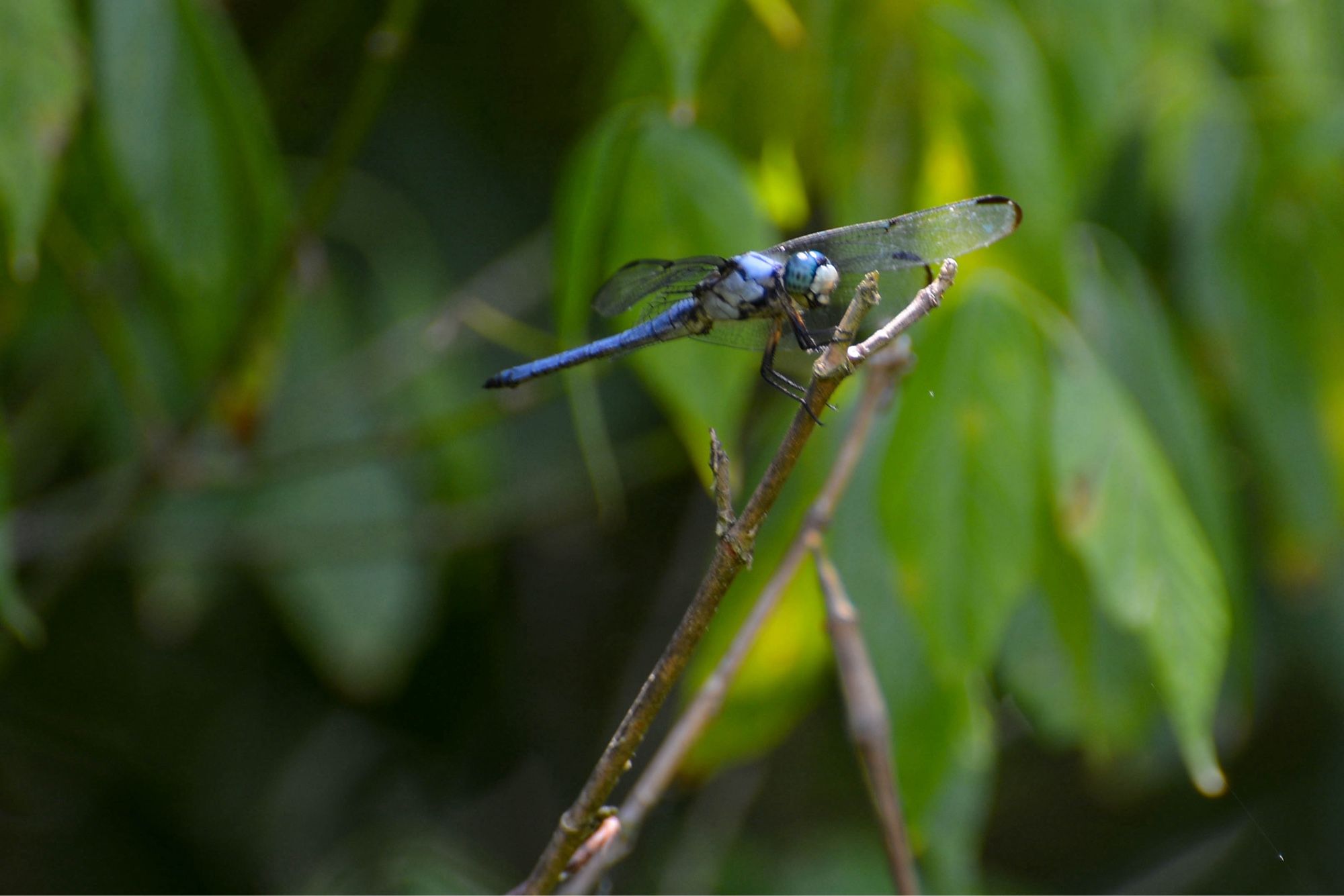 A great blue skimmer dragonfly, Libellula vibrans