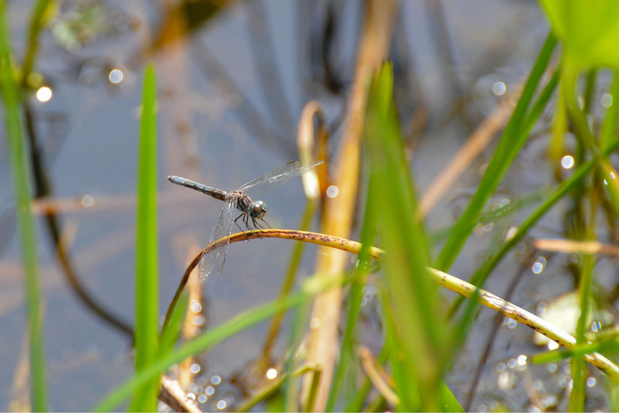 A female blue dasher, Pachydiplax longipennis