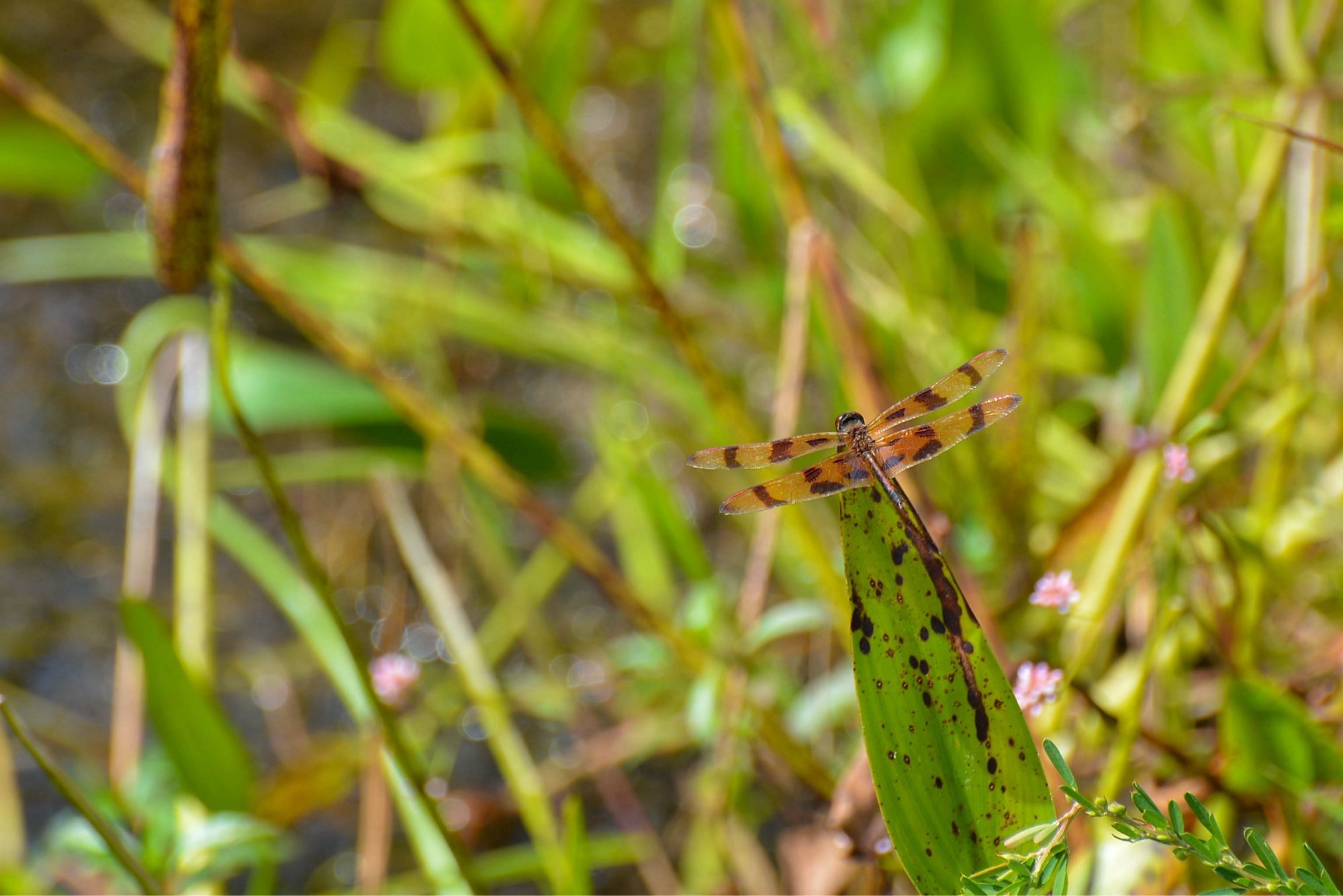 A halloween pennant dragonfly, Celithemis eponina