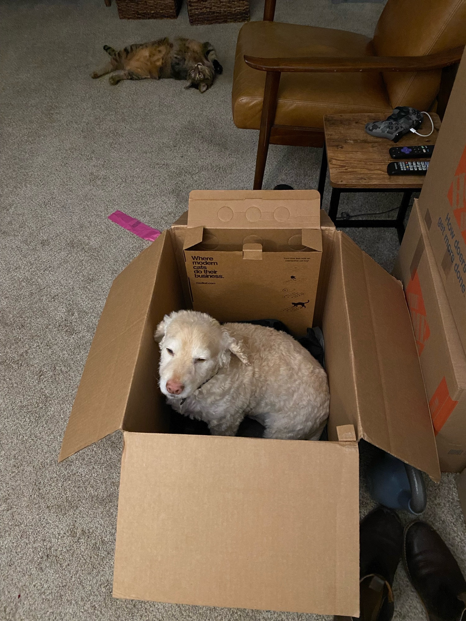 Dog in a box.