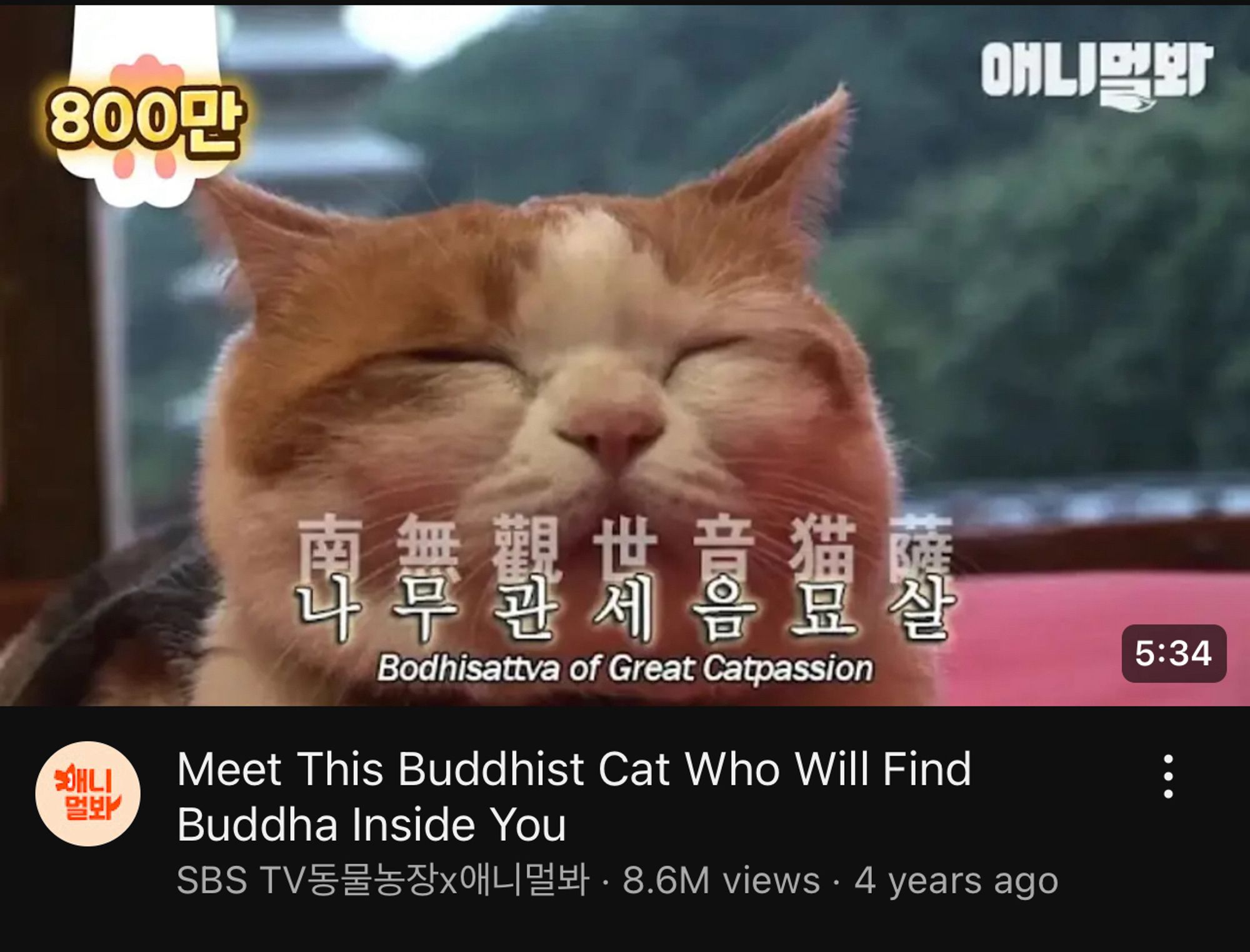 Meet This Buddhist Cat Who Will Find
Buddha Inside You