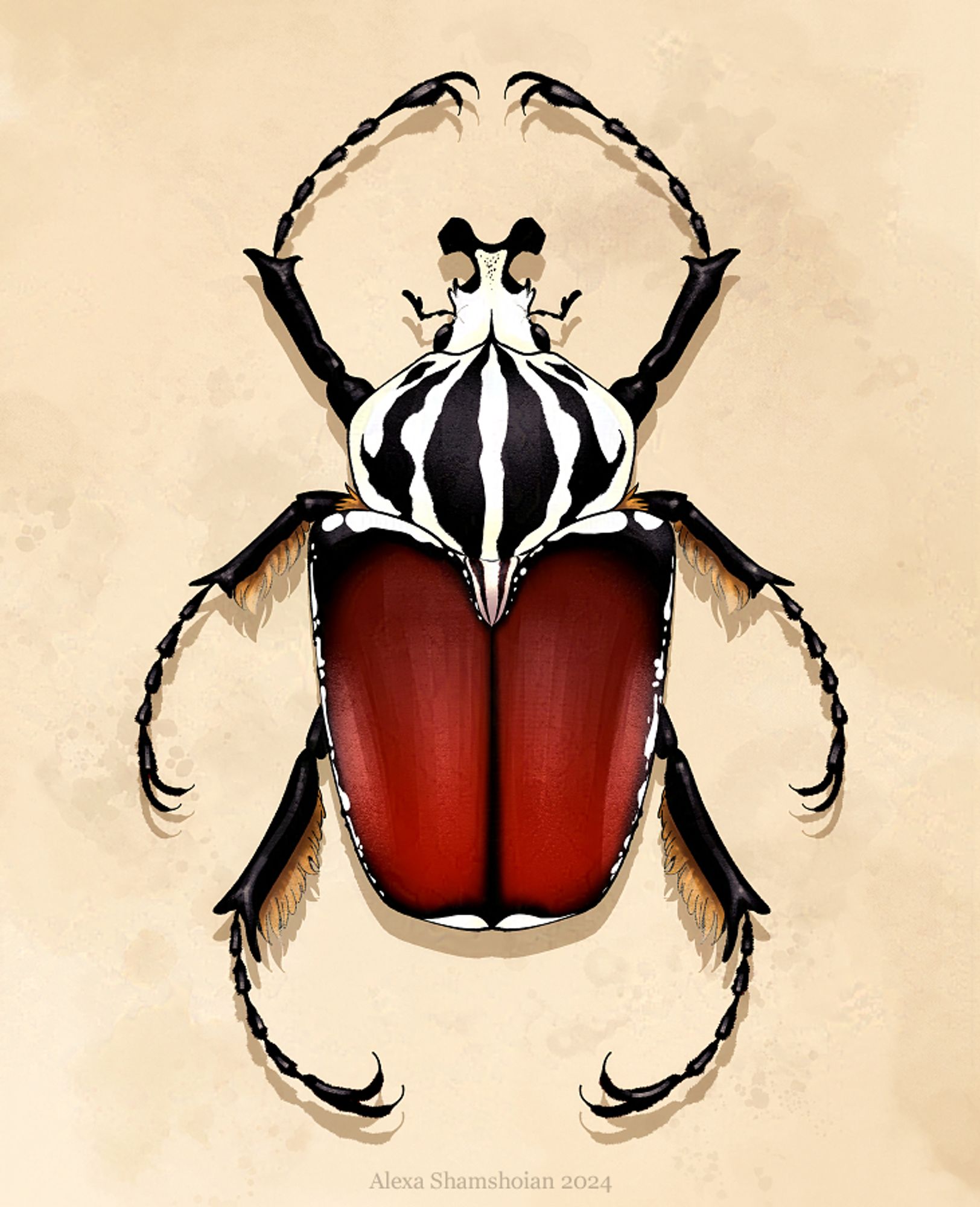 Drawing of a goliath beetle viewed from above