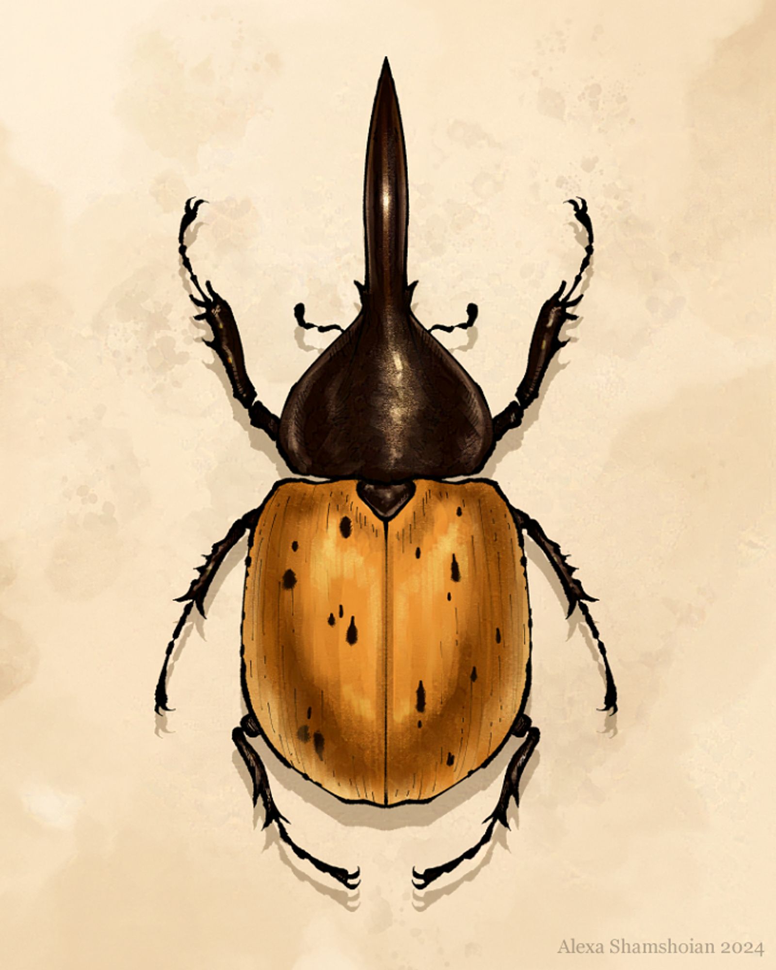 Drawing of a male Hercules beetle viewed from above