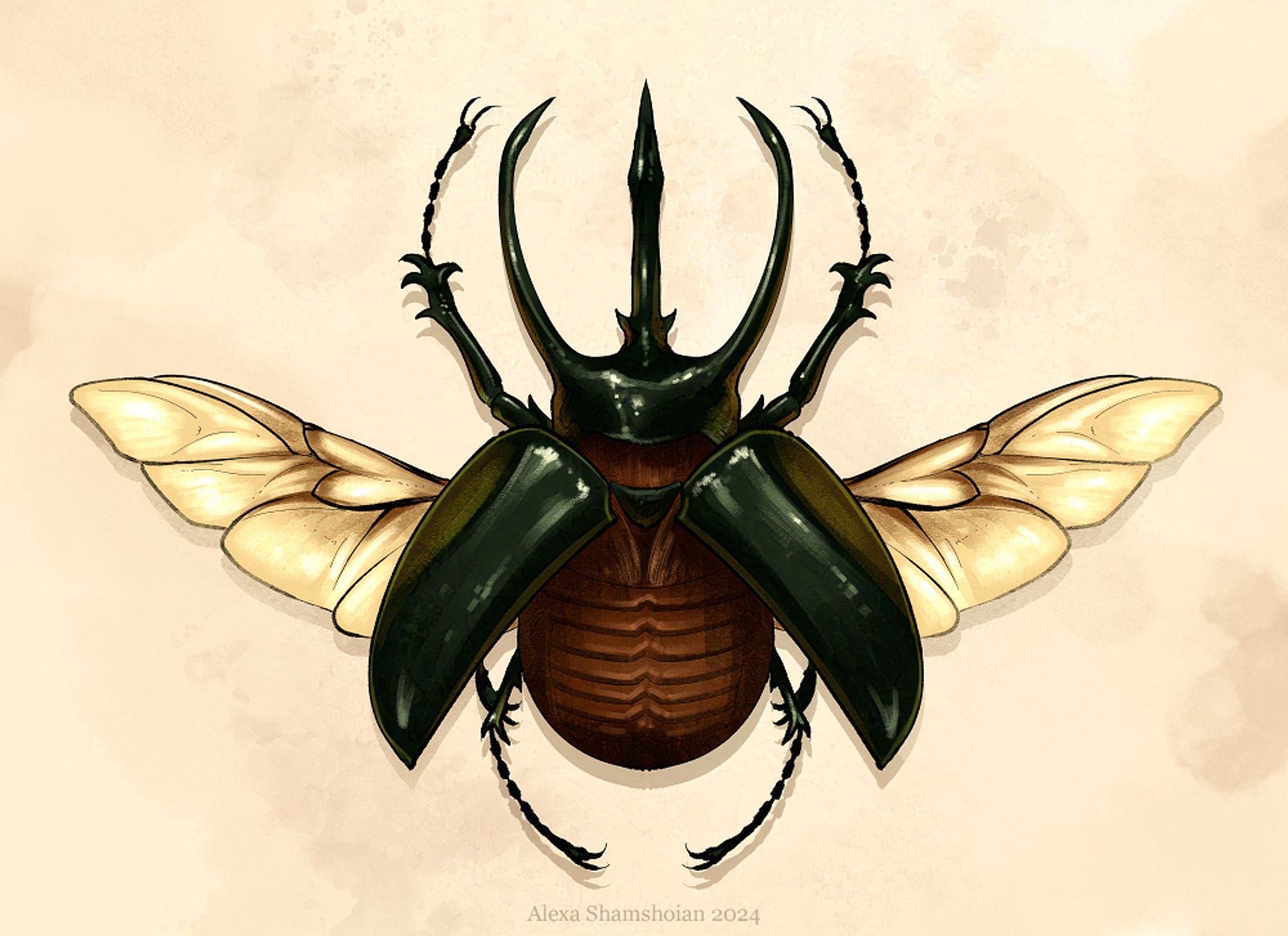 drawing of an atlas beetle with wings spread