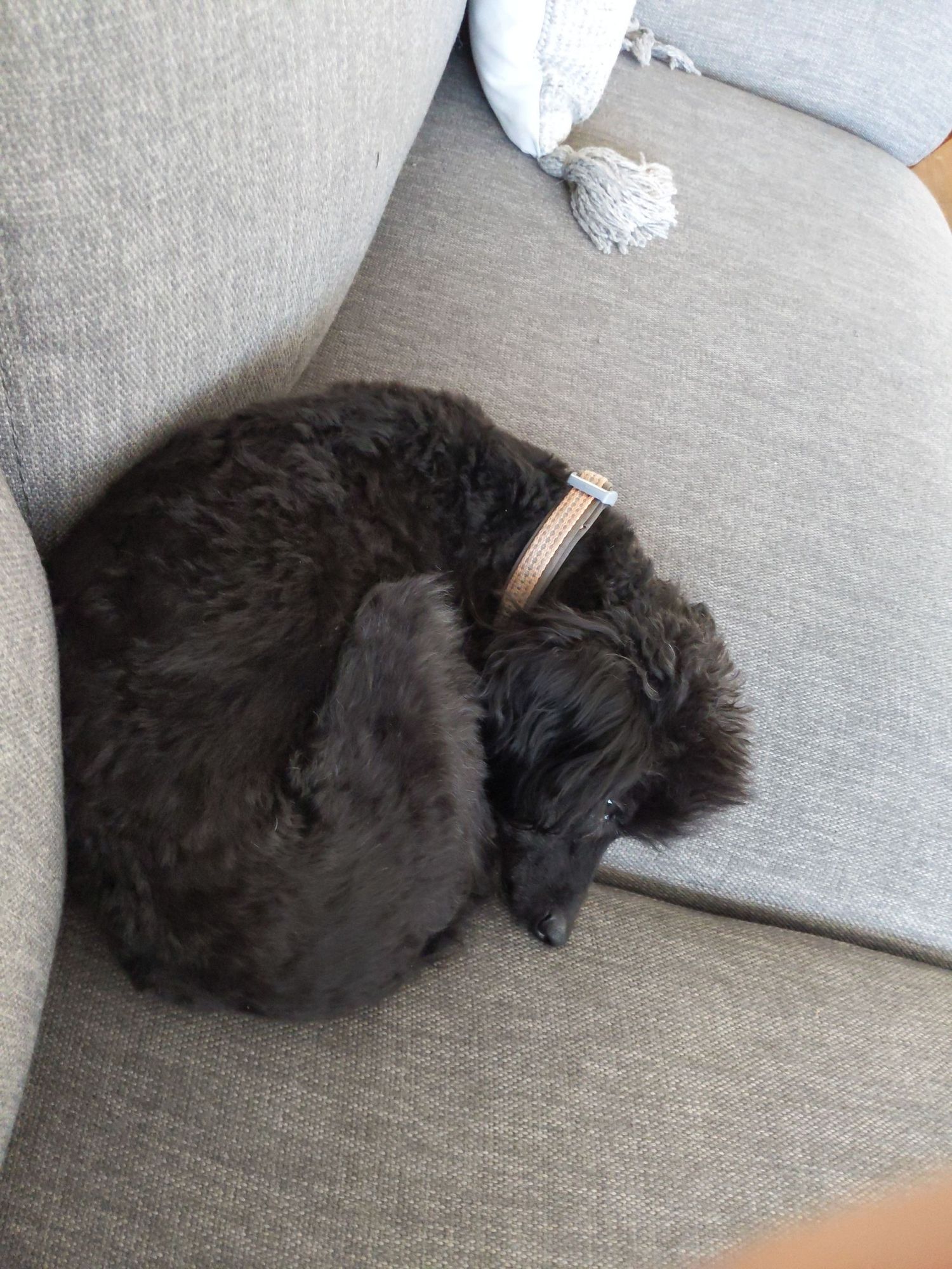 Mostly poodle moodle resting on the couch next to me. 😍