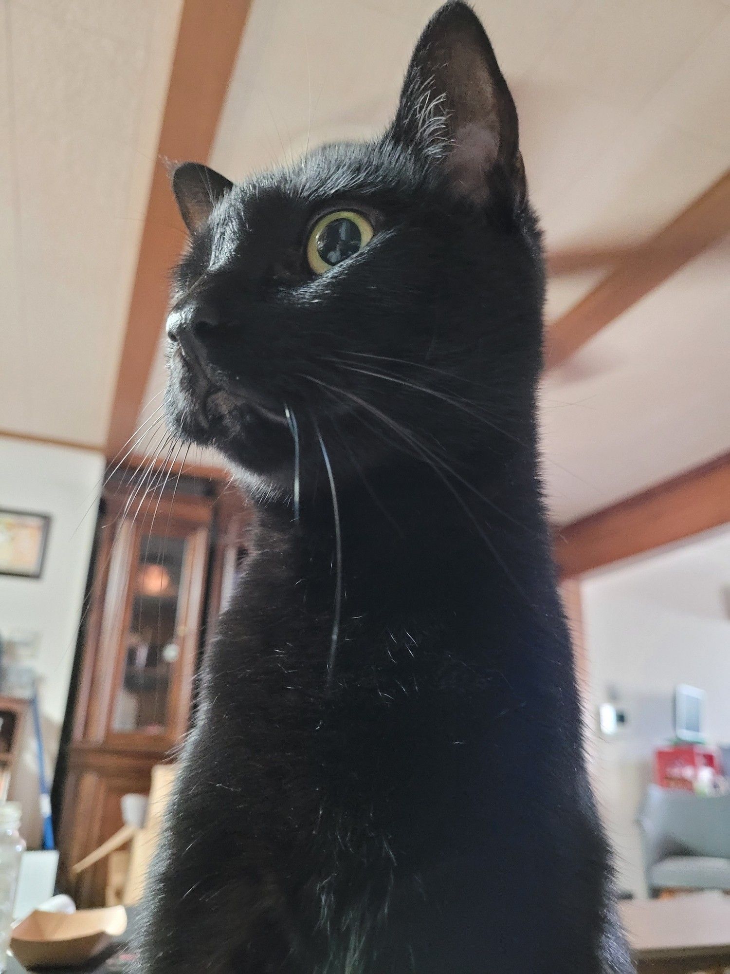 A black kitty with yellow eyes is sitting tall and looking to the left on high alert.