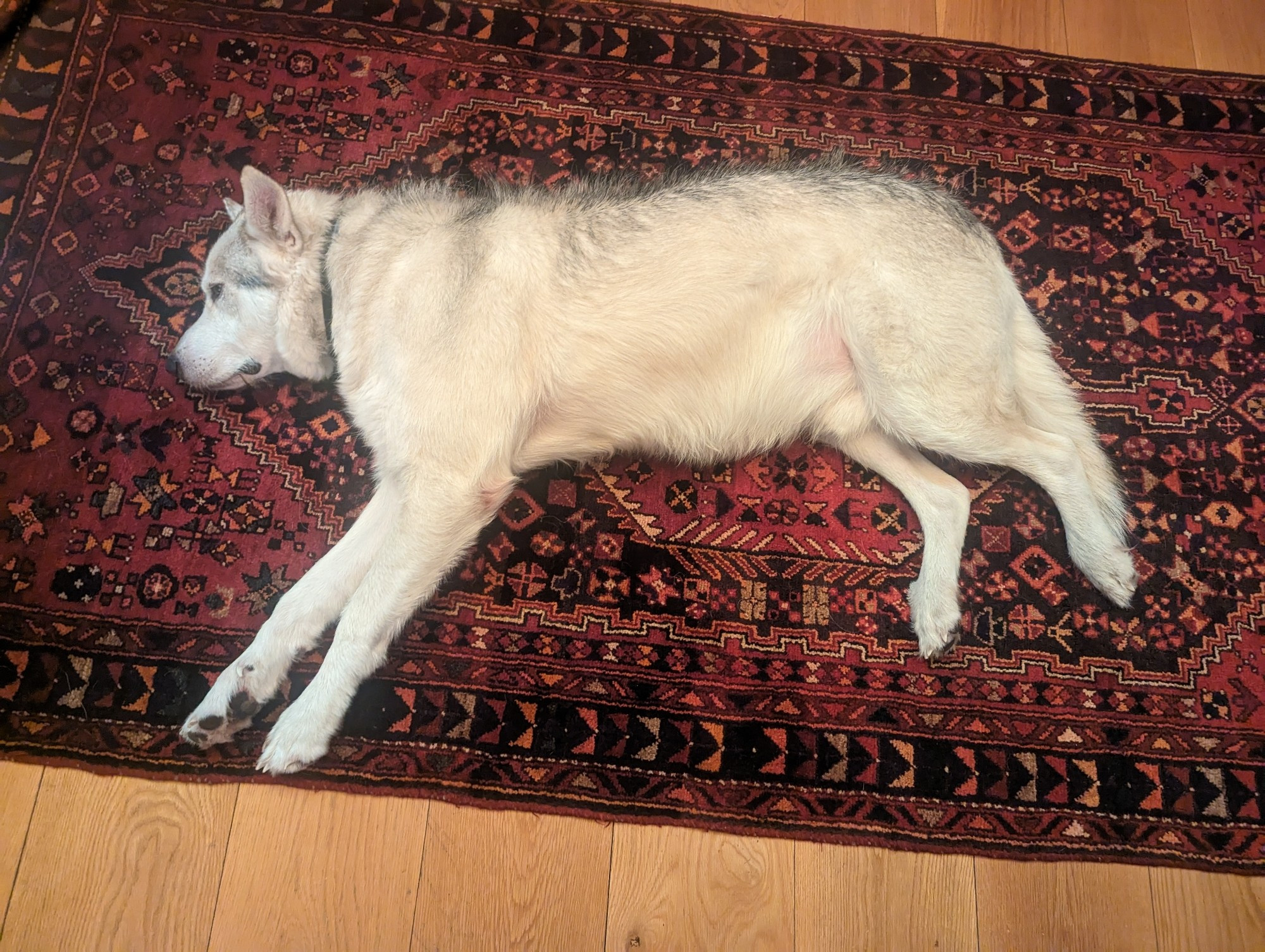 A very big grey dog on a red carpet.