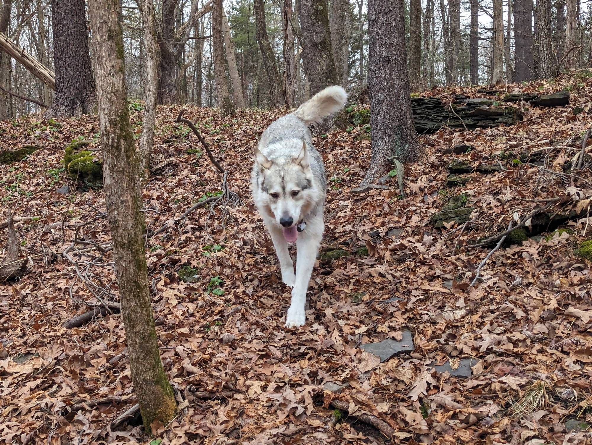 A big dog walking this morning. Actually bigger than you would think from the picture.